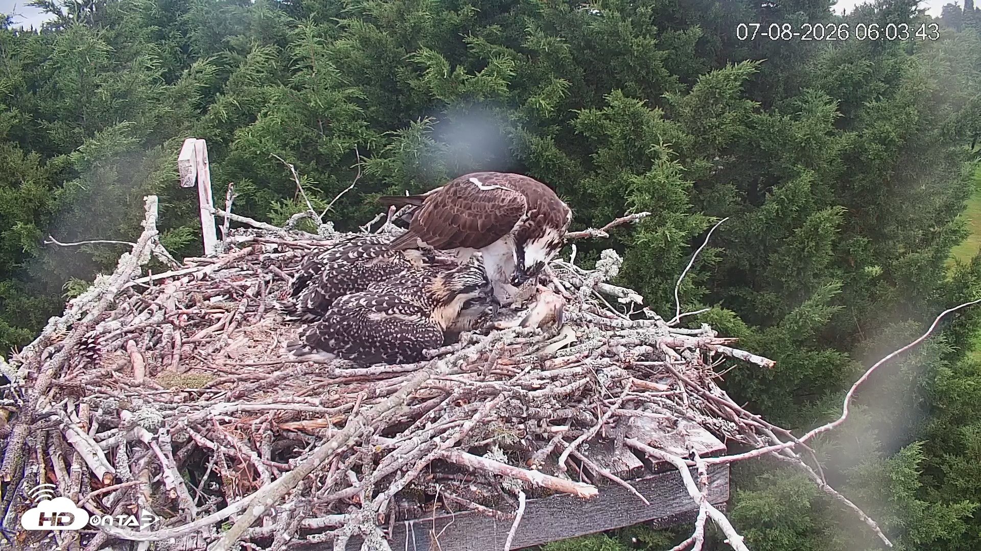 Snapshot of Medina Washington Live Osprey Nest Webcam taken Jul 8, 2026, 6:04am PDT