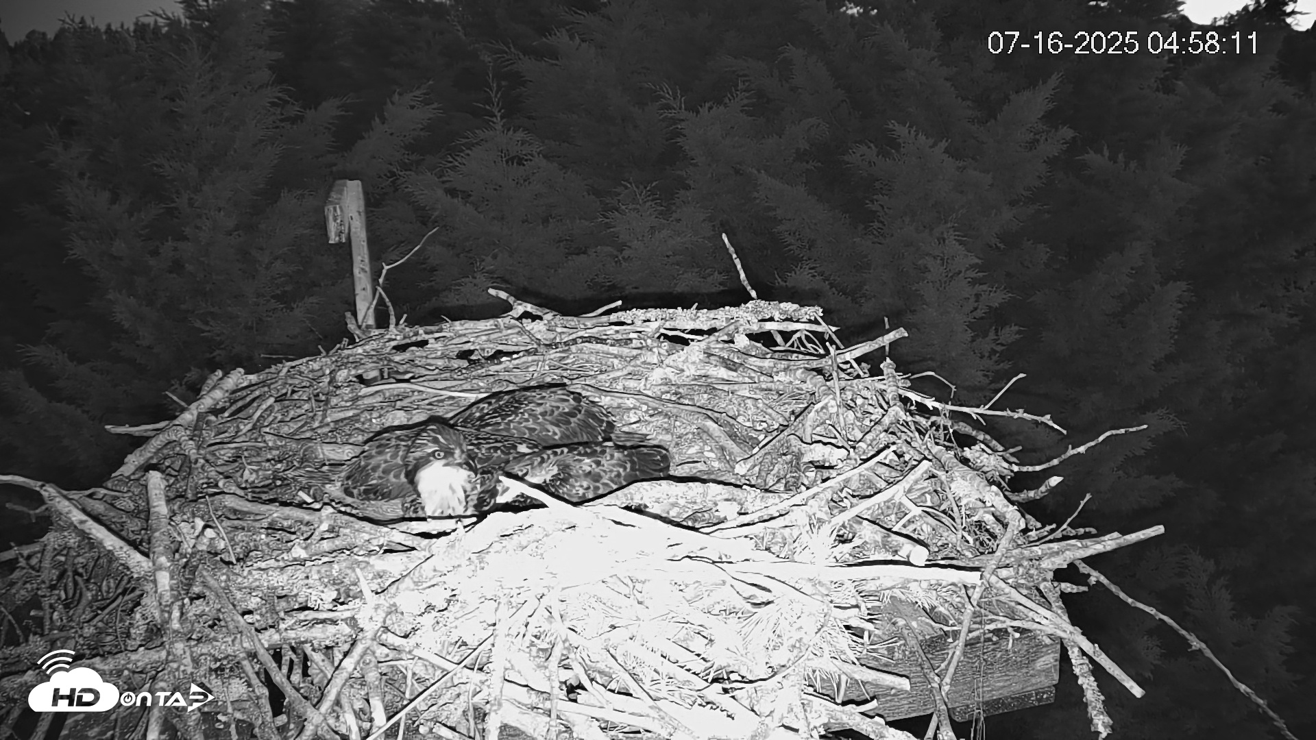 Snapshot of Medina Washington Live Osprey Nest Webcam taken Jul 16, 2025, 4:58am PDT
