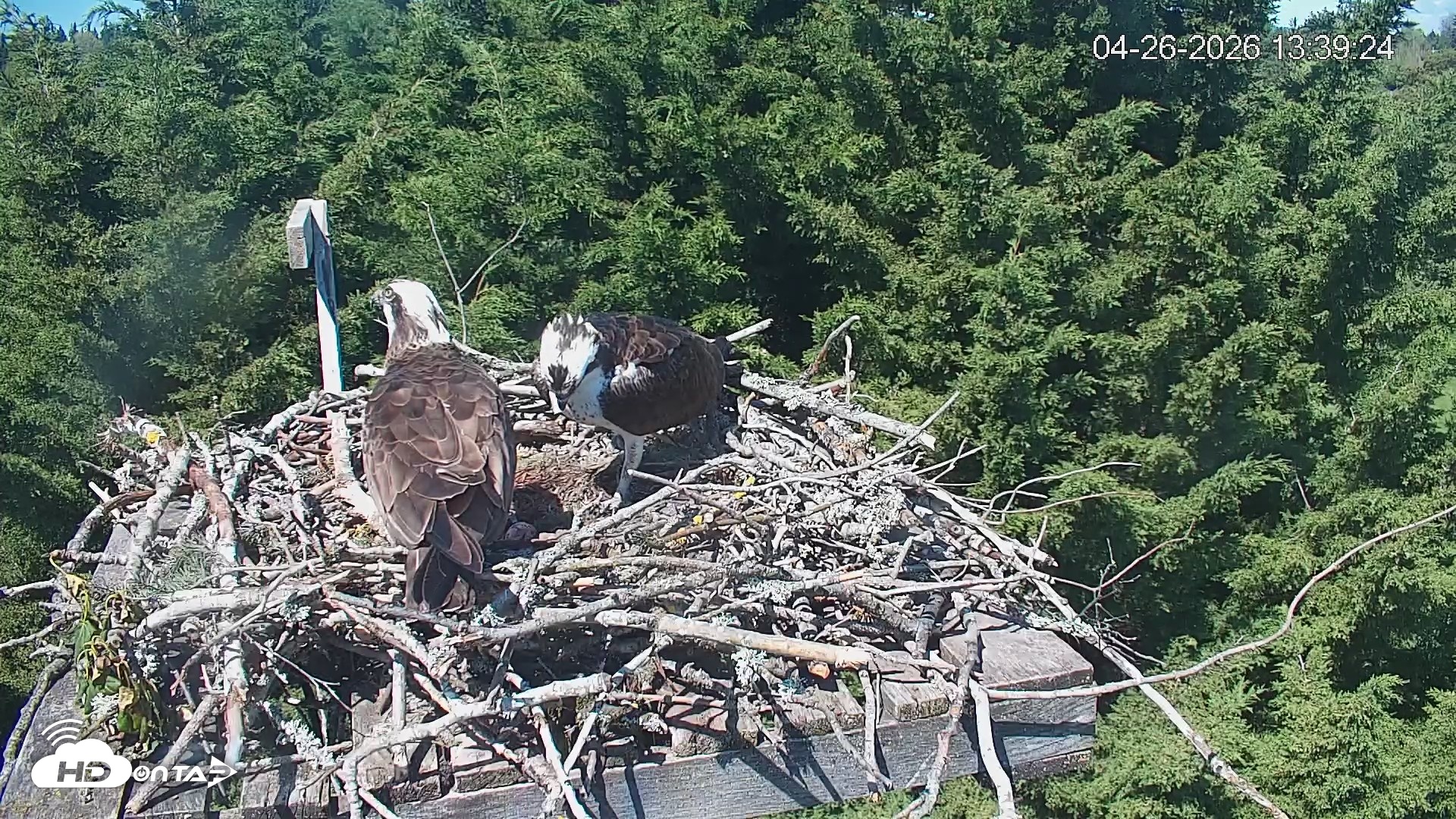 Snapshot of Medina Washington Live Osprey Nest Webcam taken Apr 26, 2026, 1:40pm PDT