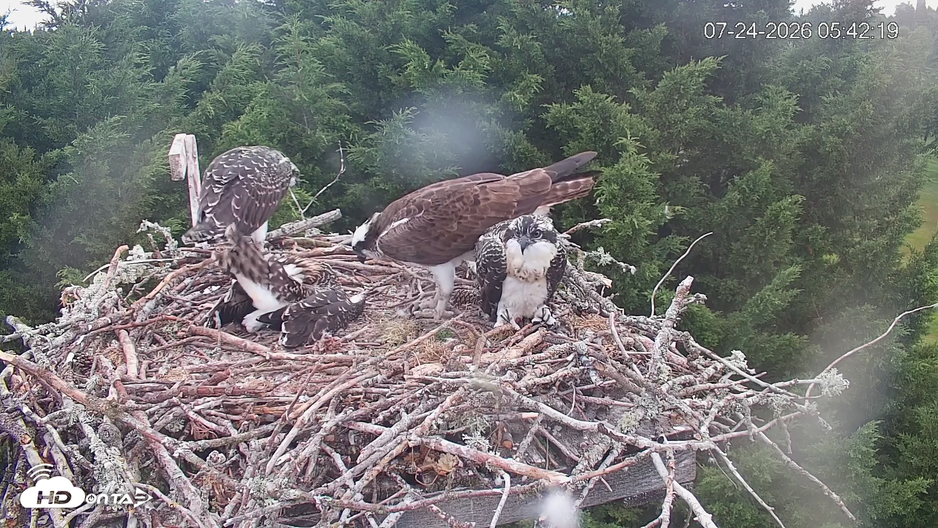Snapshot of Medina Washington Live Osprey Nest Webcam taken Jul 24, 2026, 5:43am PDT