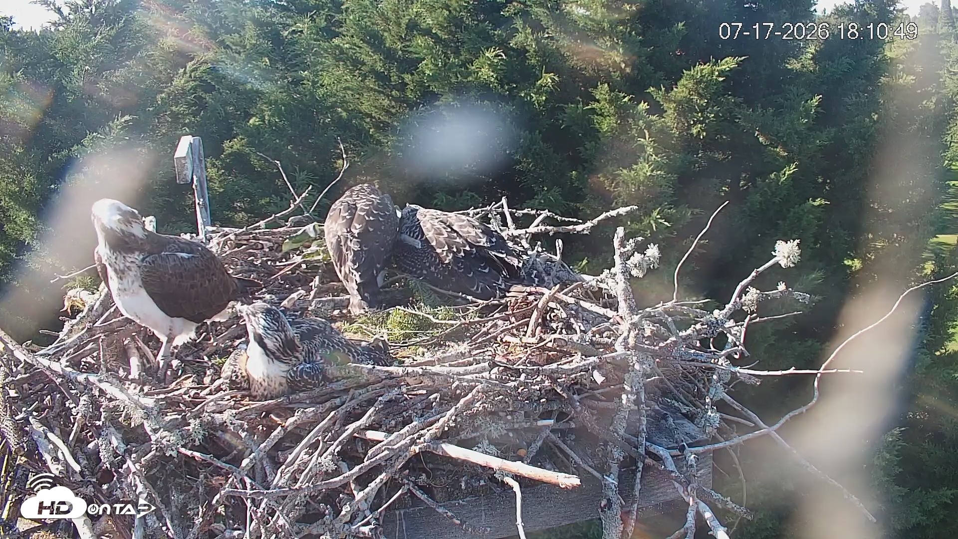 Snapshot of Medina Washington Live Osprey Nest Webcam taken Jul 17, 2026, 6:11pm PDT