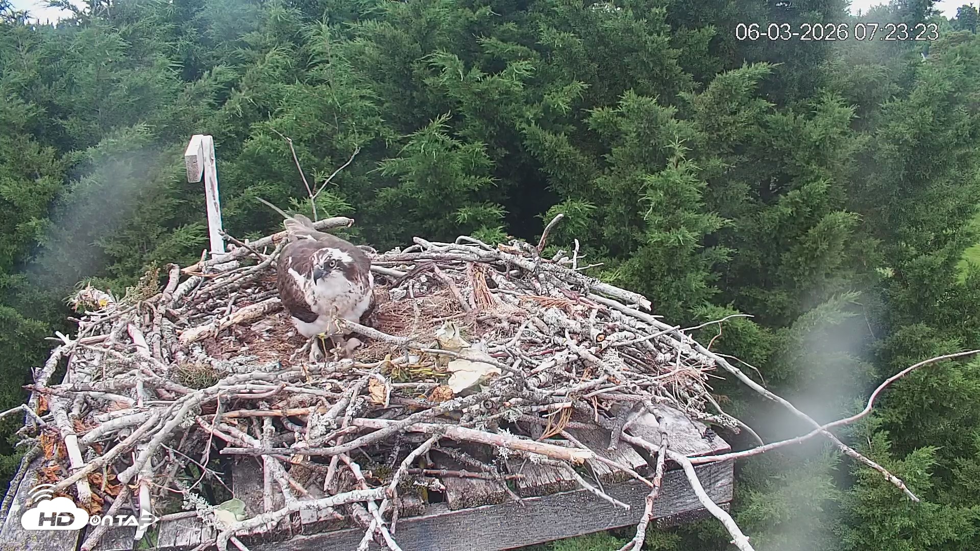 Snapshot of Medina Washington Live Osprey Nest Webcam taken Jun 3, 2026, 7:24am PDT