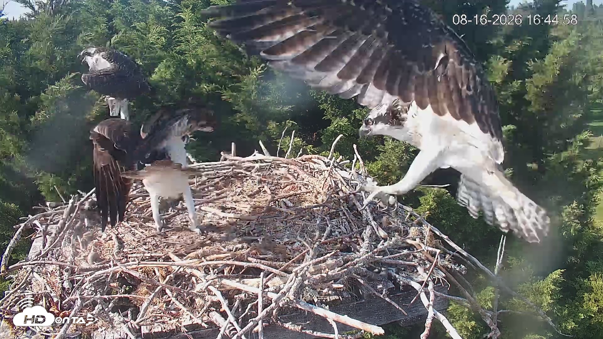 Snapshot of Medina Washington Live Osprey Nest Webcam taken Aug 16, 2026, 4:45pm PDT