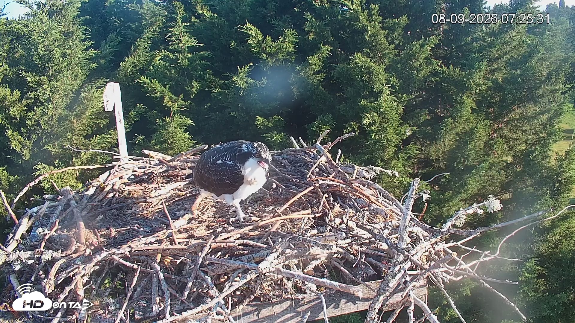 Snapshot of Medina Washington Live Osprey Nest Webcam taken Aug 9, 2026, 7:26am PDT