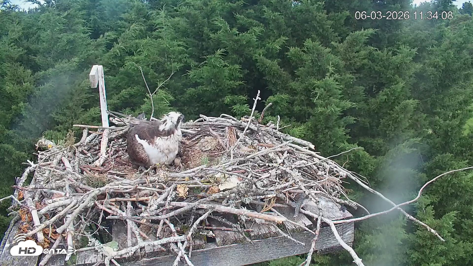 Snapshot of Medina Washington Live Osprey Nest Webcam taken Jun 3, 2026, 11:34am PDT