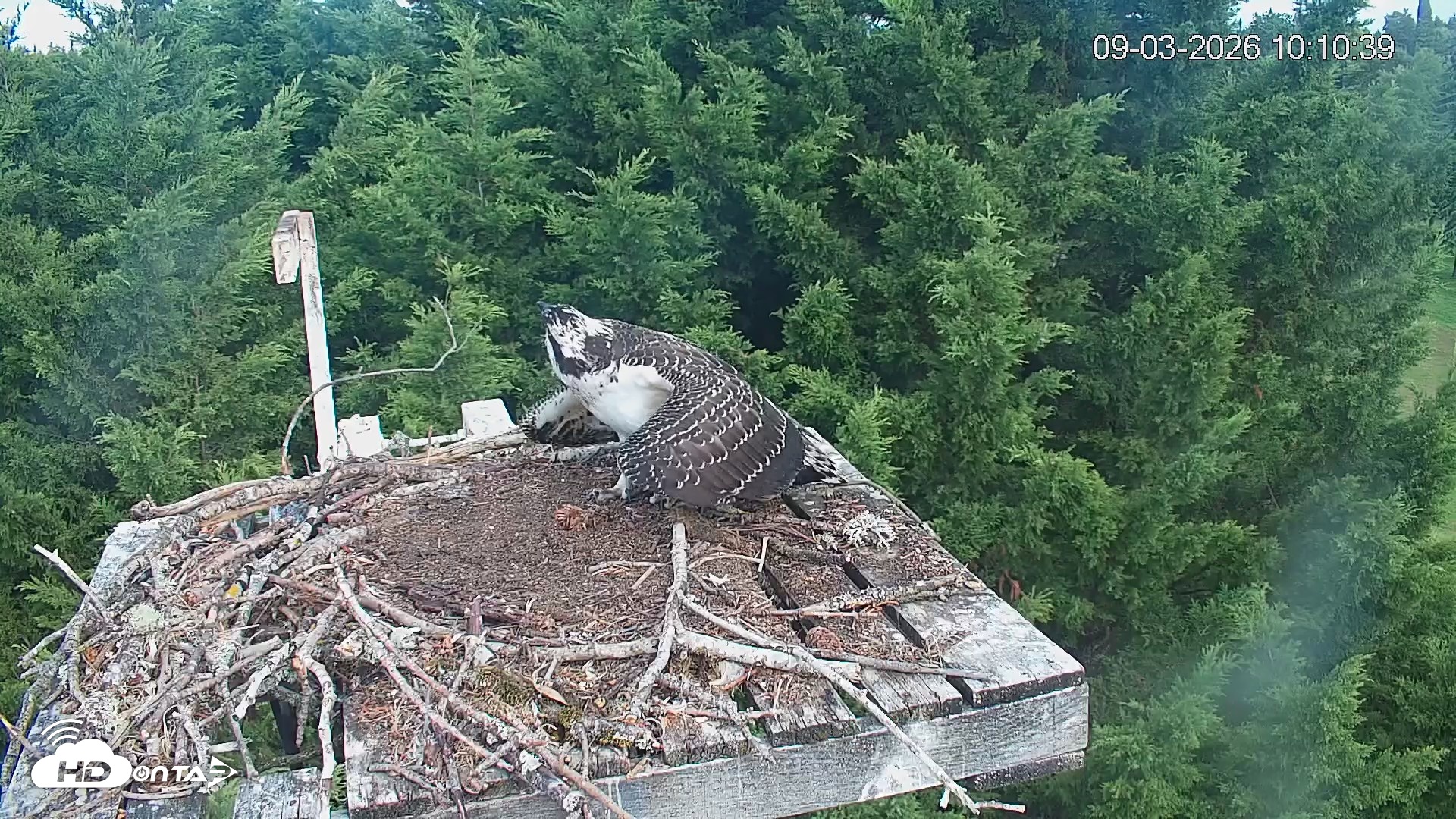 Snapshot of Medina Washington Live Osprey Nest Webcam taken Sep 3, 2026, 10:11am PDT