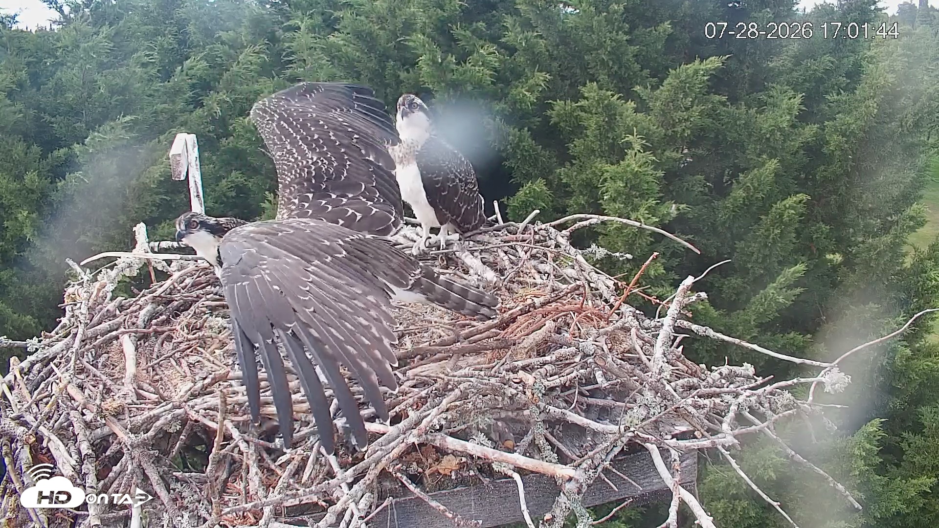 Snapshot of Medina Washington Live Osprey Nest Webcam taken Jul 28, 2026, 5:02pm PDT