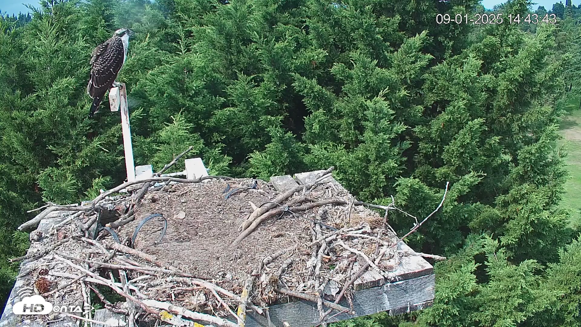 Snapshot of Medina Washington Live Osprey Nest Webcam taken Sep 1, 2025, 2:44pm PDT