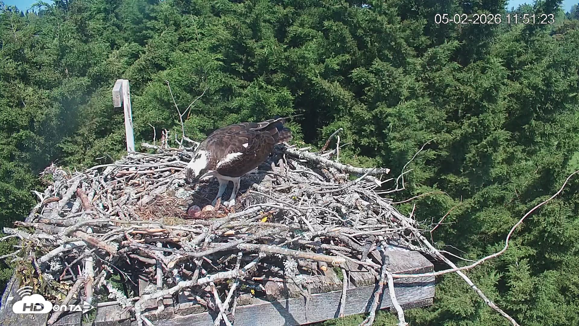 Snapshot of Medina Washington Live Osprey Nest Webcam taken May 2, 2026, 11:52am PDT