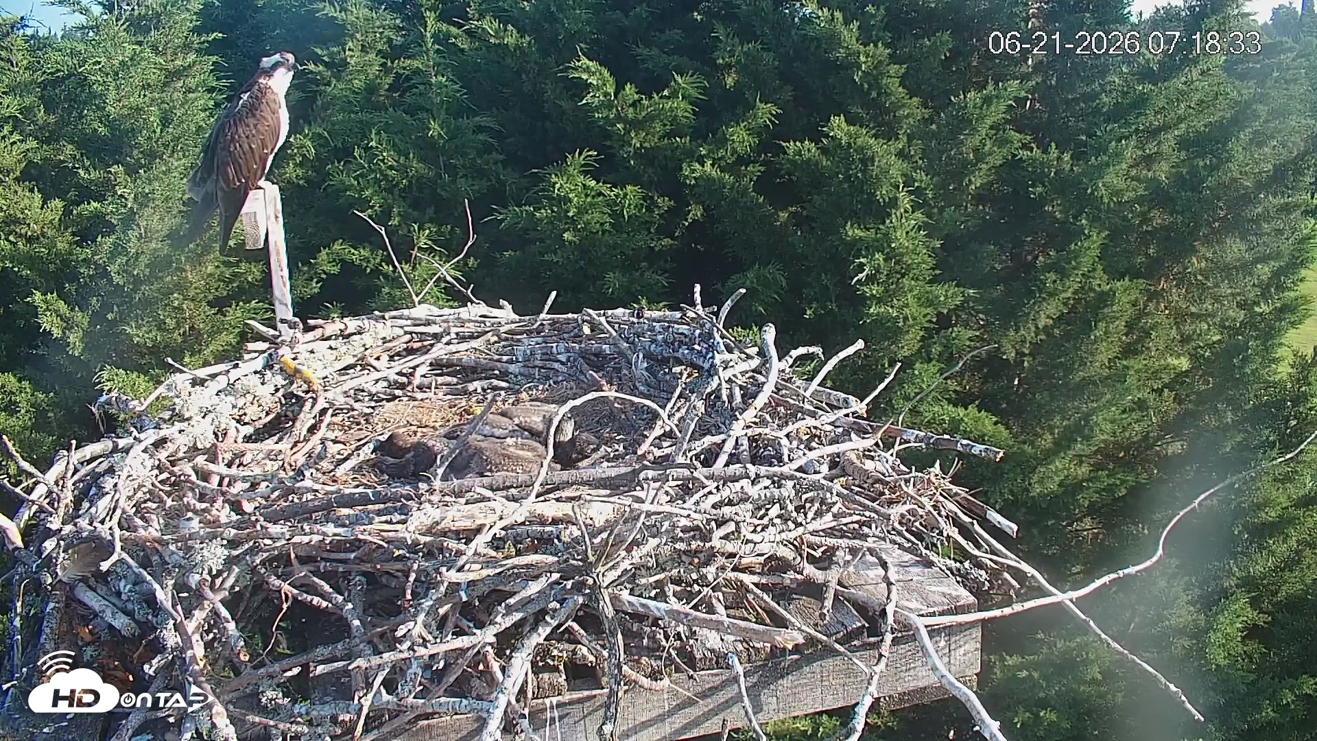 Snapshot of Medina Washington Live Osprey Nest Webcam taken Jun 21, 2026, 7:19am PDT