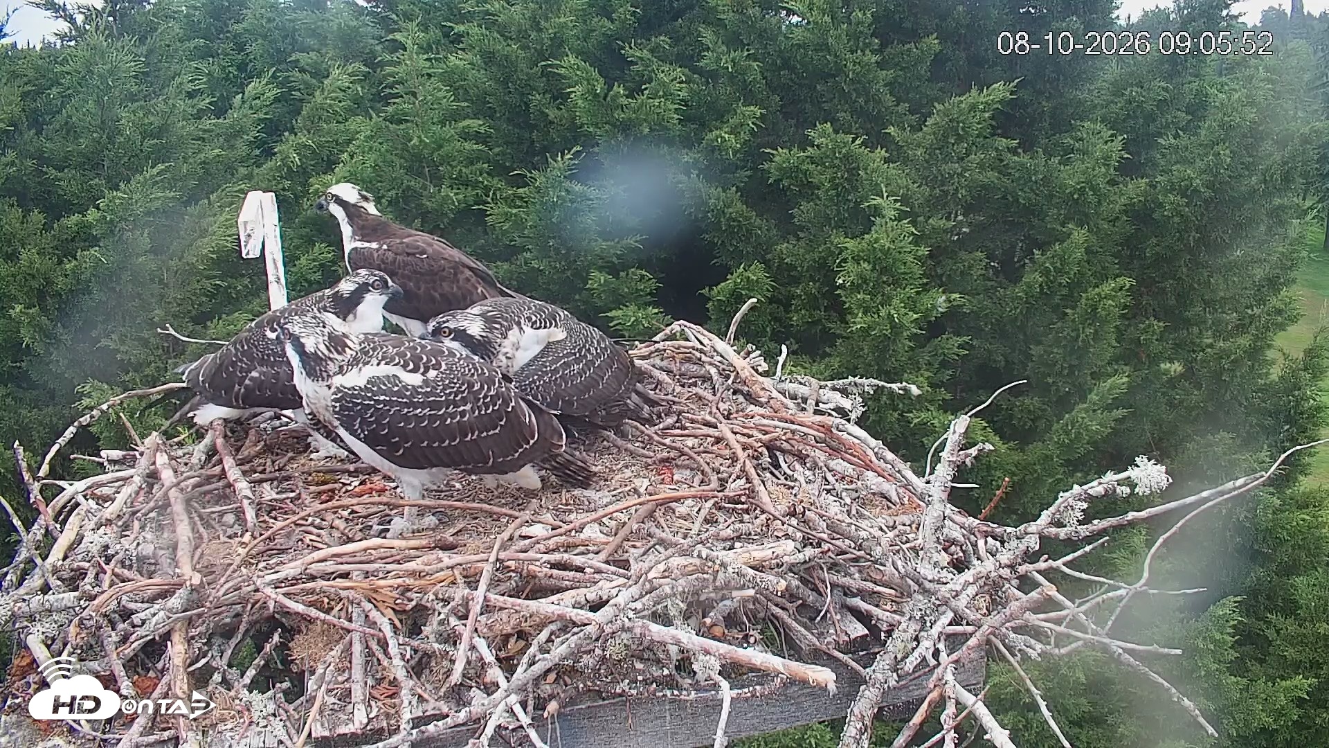 Snapshot of Medina Washington Live Osprey Nest Webcam taken Aug 10, 2026, 9:06am PDT