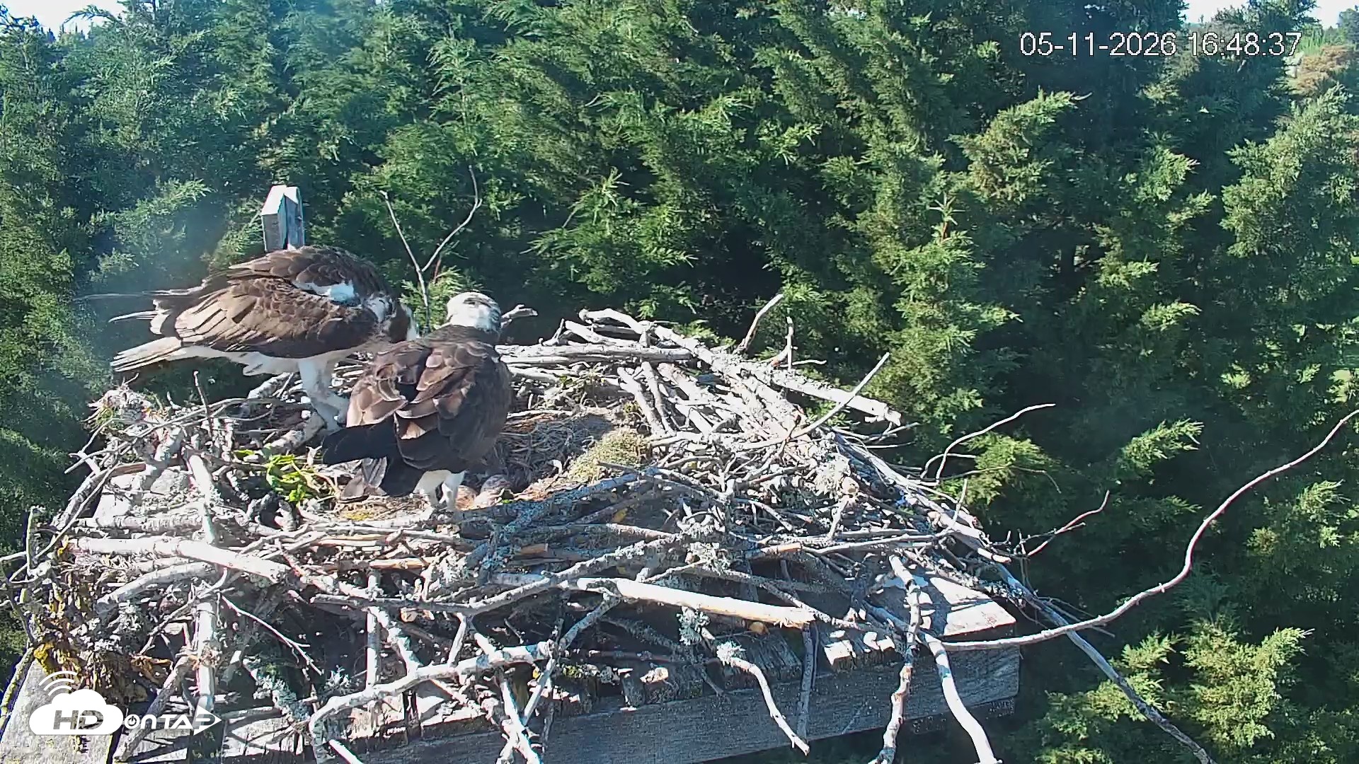 Snapshot of Medina Washington Live Osprey Nest Webcam taken May 11, 2026, 4:49pm PDT