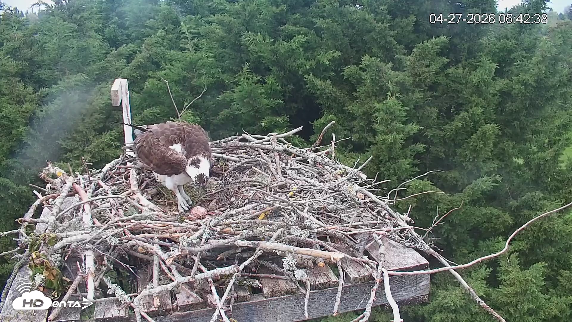 Snapshot of Medina Washington Live Osprey Nest Webcam taken Apr 27, 2026, 6:44am PDT