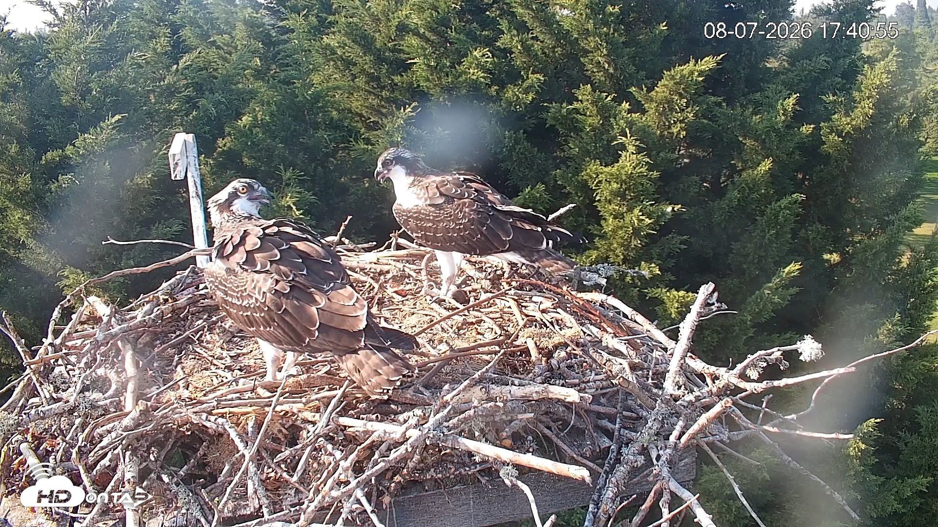 Snapshot of Medina Washington Live Osprey Nest Webcam taken Aug 7, 2026, 5:44pm PDT