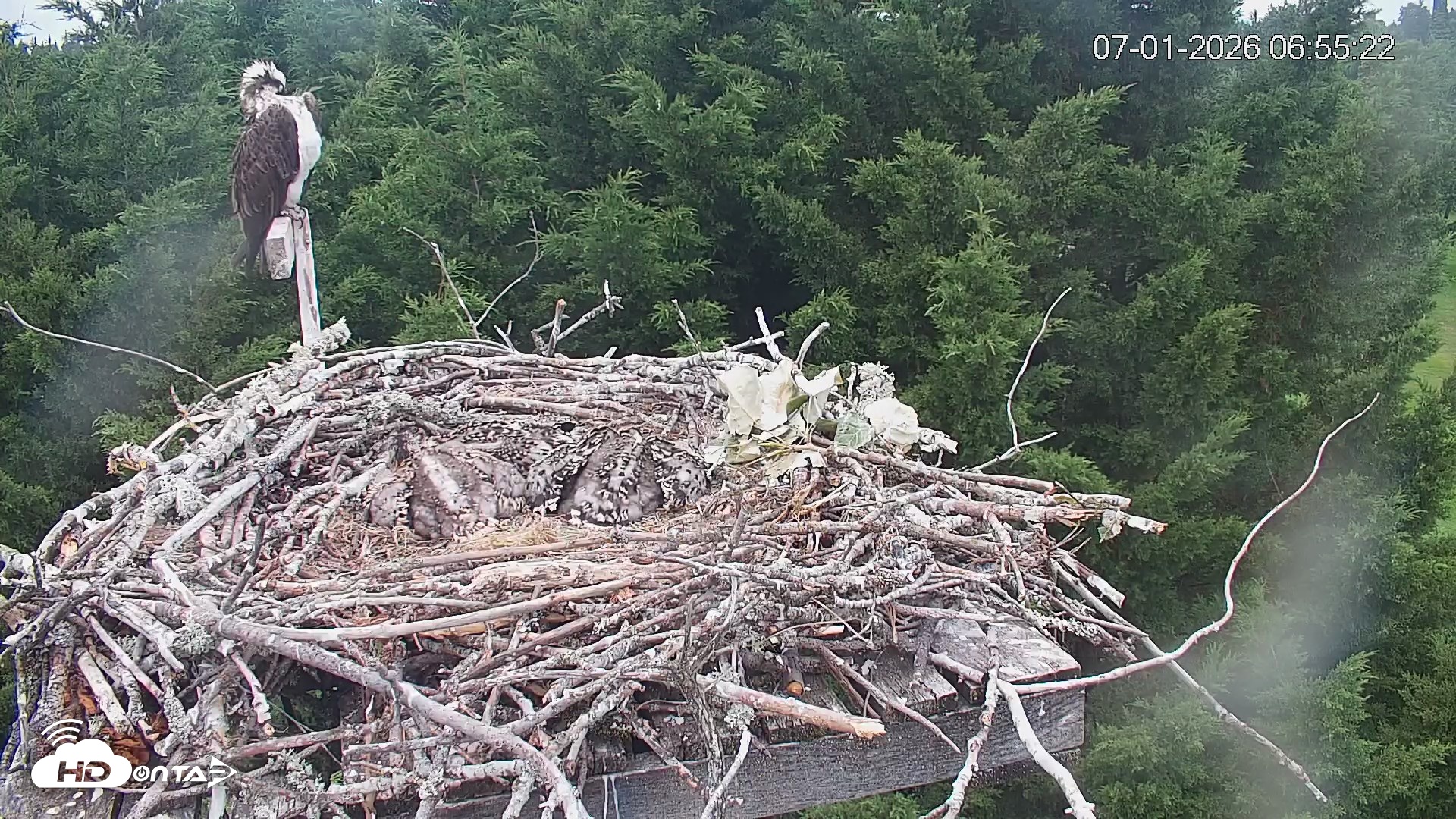 Snapshot of Medina Washington Live Osprey Nest Webcam taken Jul 1, 2026, 6:56am PDT