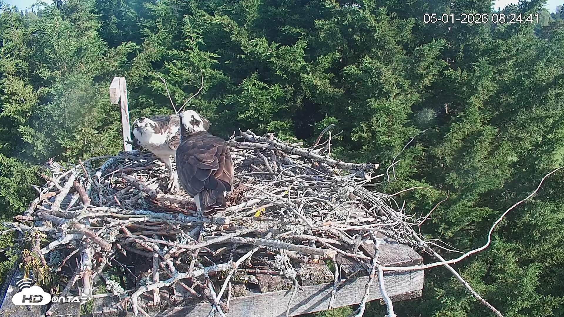 Snapshot of Medina Washington Live Osprey Nest Webcam taken May 1, 2026, 8:25am PDT