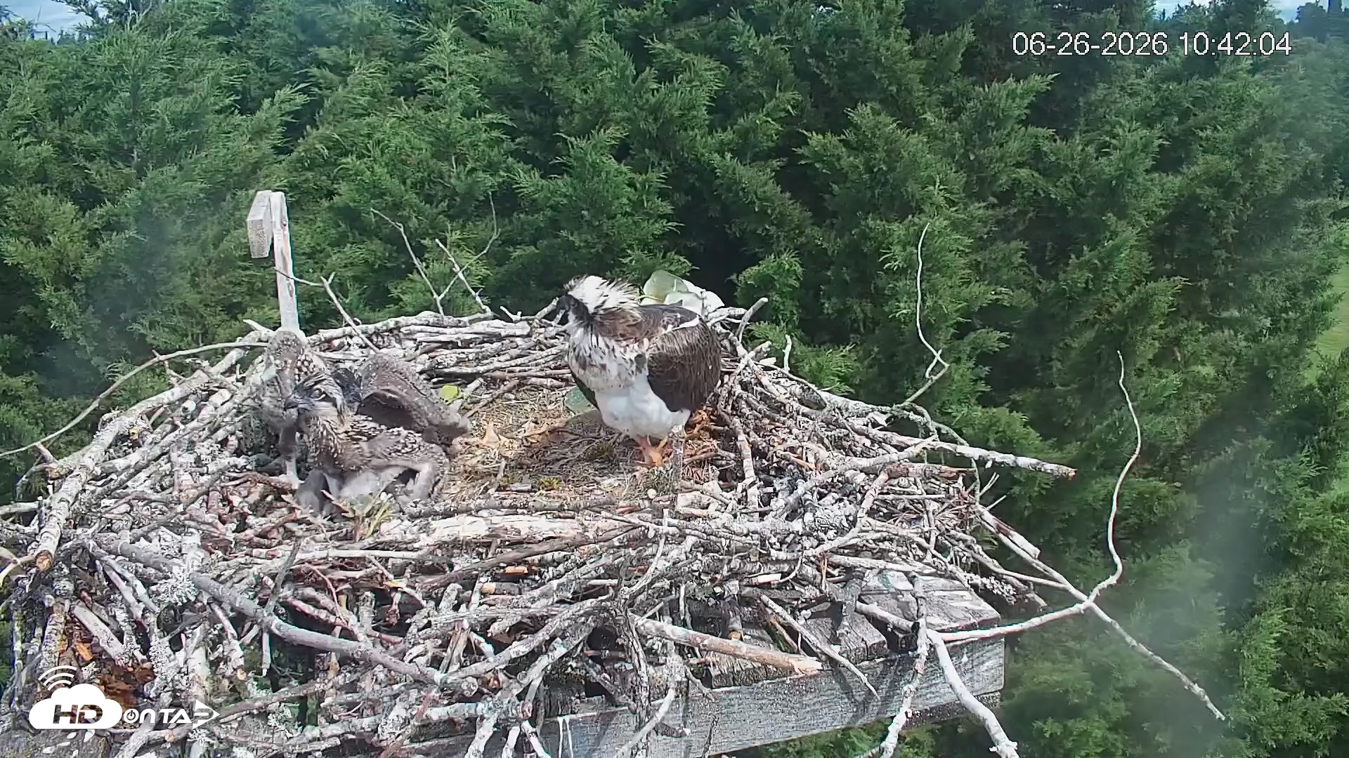 Snapshot of Medina Washington Live Osprey Nest Webcam taken Jun 26, 2026, 10:42am PDT