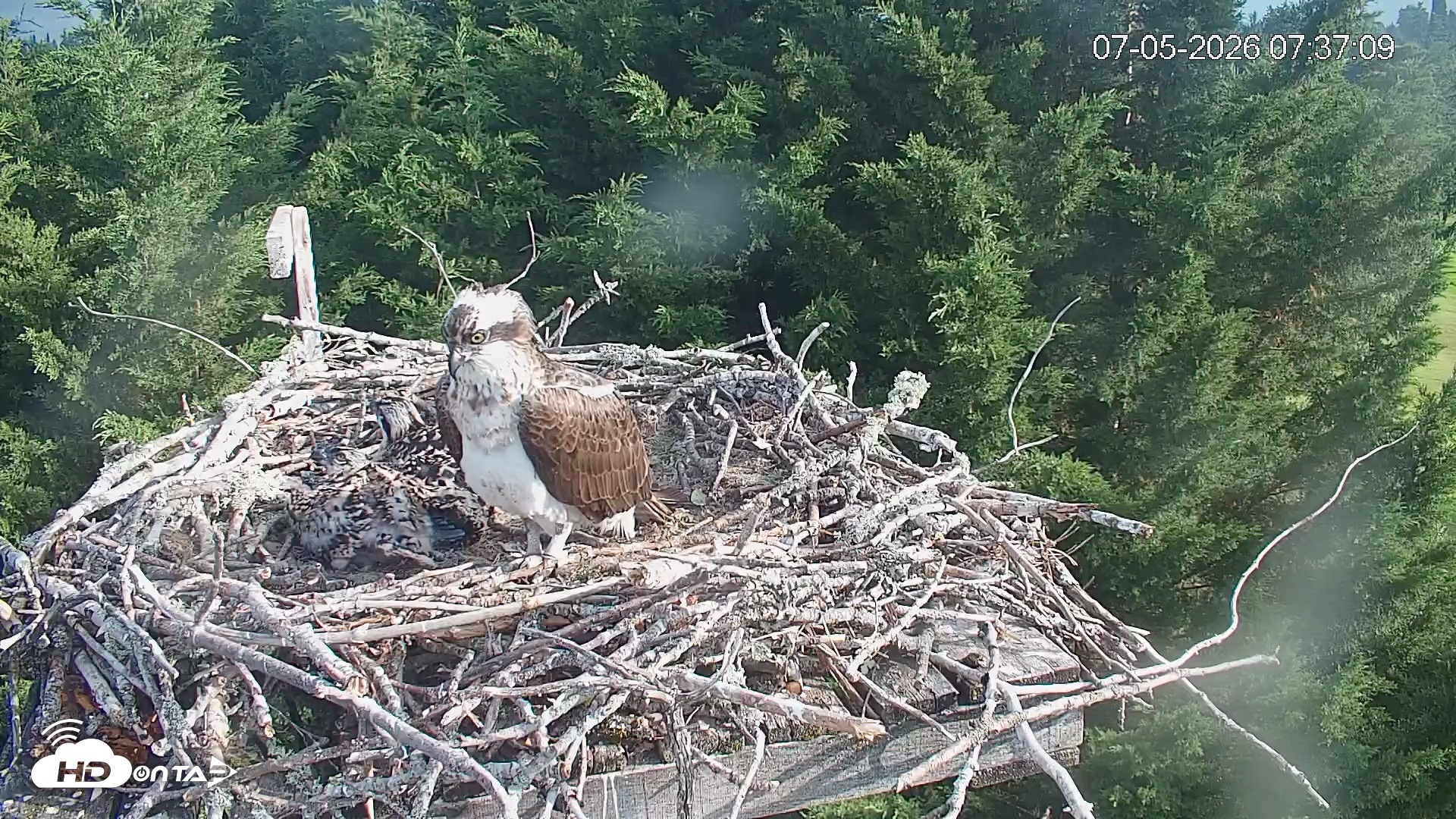 Snapshot of Medina Washington Live Osprey Nest Webcam taken Jul 5, 2026, 7:37am PDT