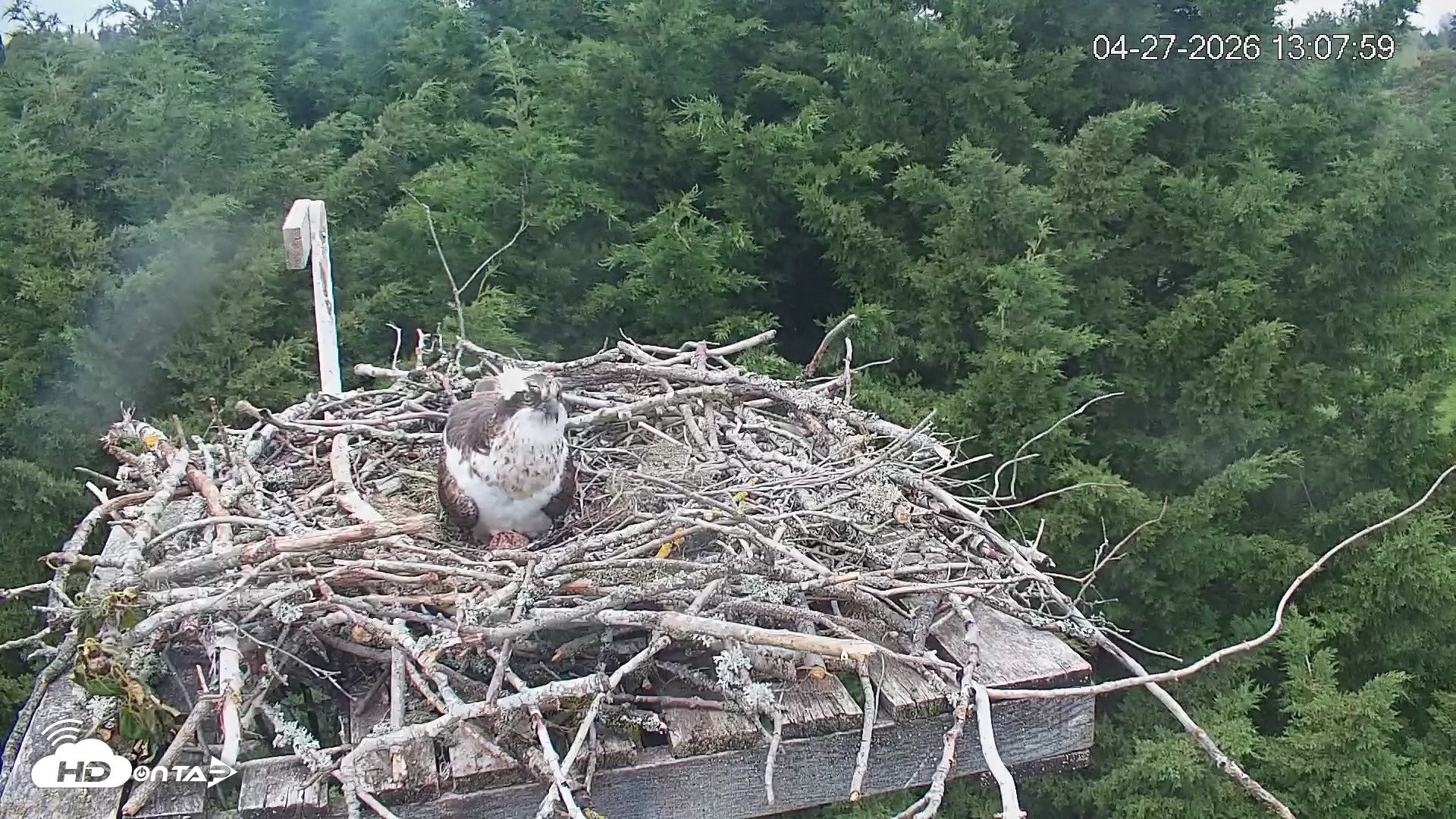 Snapshot of Medina Washington Live Osprey Nest Webcam taken Apr 27, 2026, 1:08pm PDT
