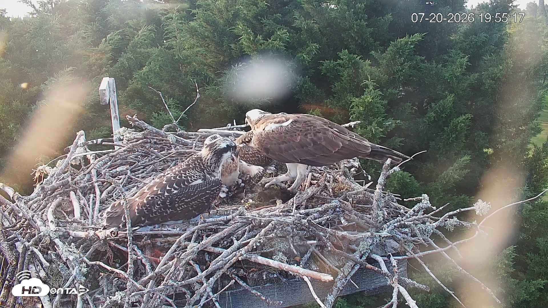 Snapshot of Medina Washington Live Osprey Nest Webcam taken Jul 20, 2026, 7:56pm PDT