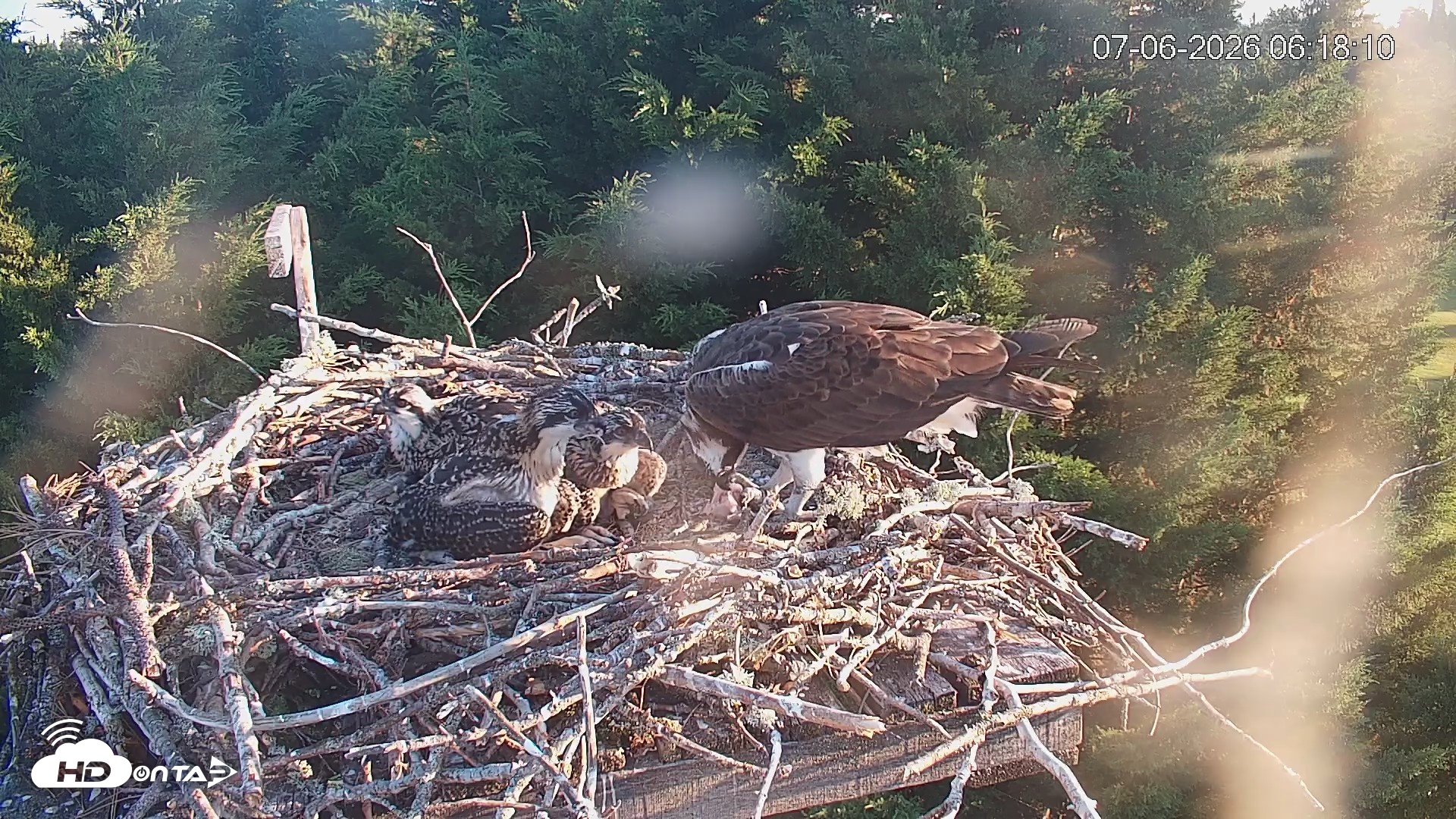Snapshot of Medina Washington Live Osprey Nest Webcam taken Jul 6, 2026, 6:18am PDT
