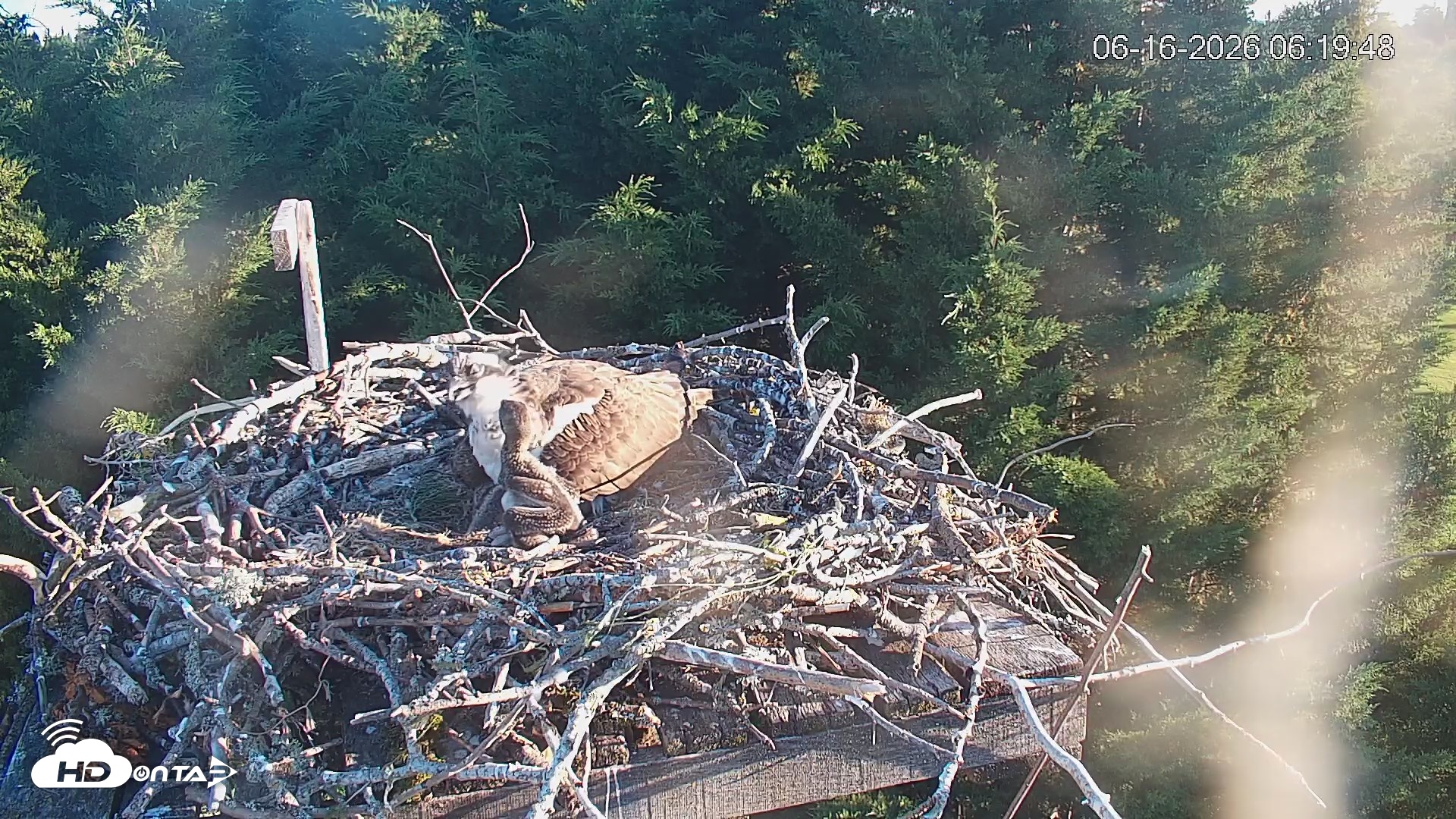 Snapshot of Medina Washington Live Osprey Nest Webcam taken Jun 16, 2026, 6:20am PDT