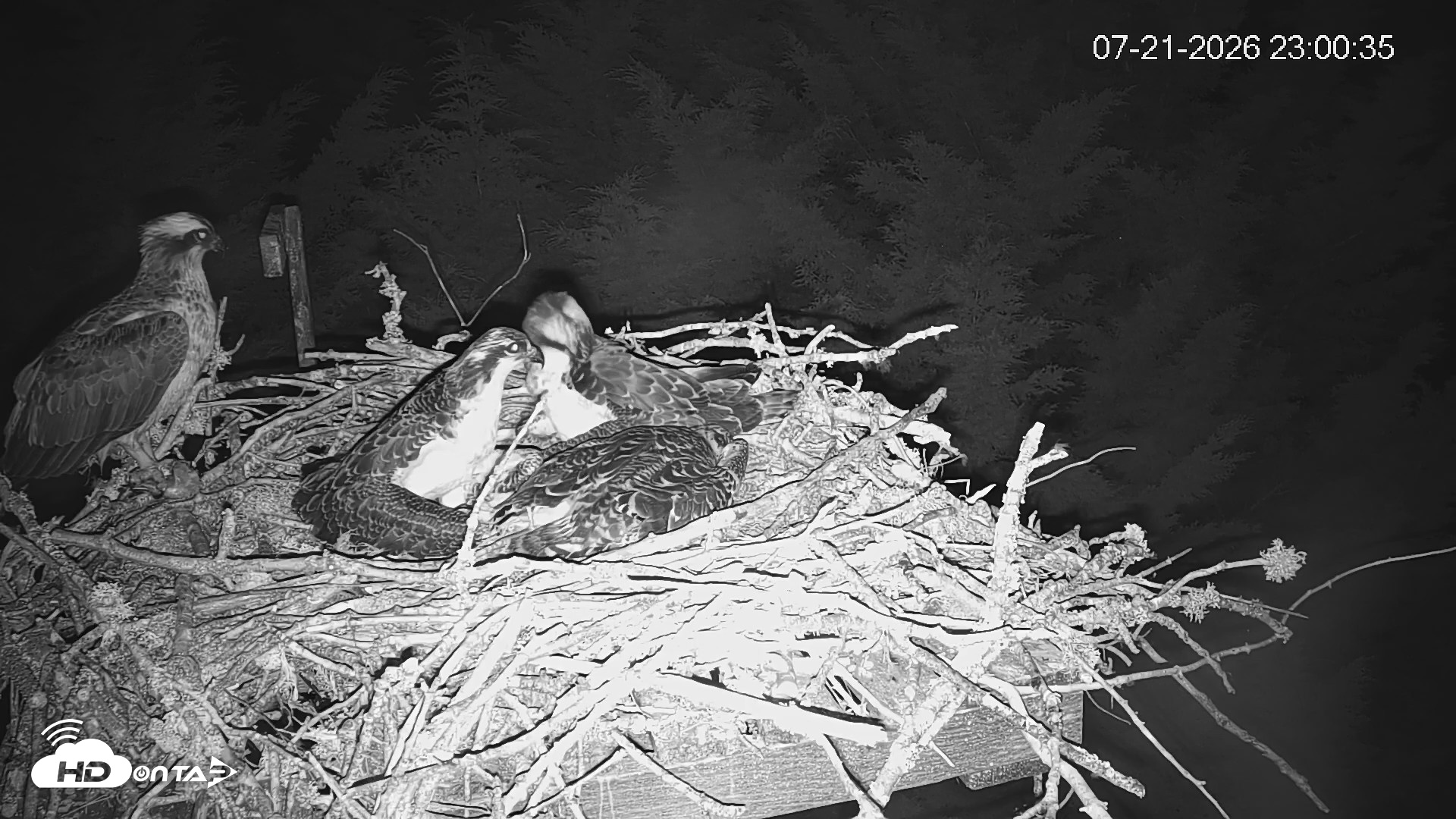 Snapshot of Medina Washington Live Osprey Nest Webcam taken Jul 21, 2026, 11:01pm PDT