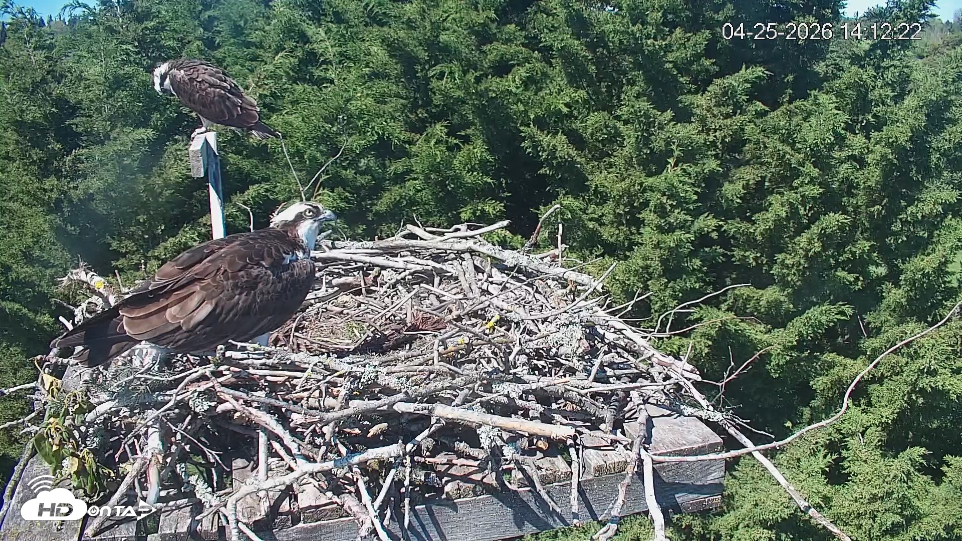 Snapshot of Medina Washington Live Osprey Nest Webcam taken Apr 25, 2026, 2:13pm PDT