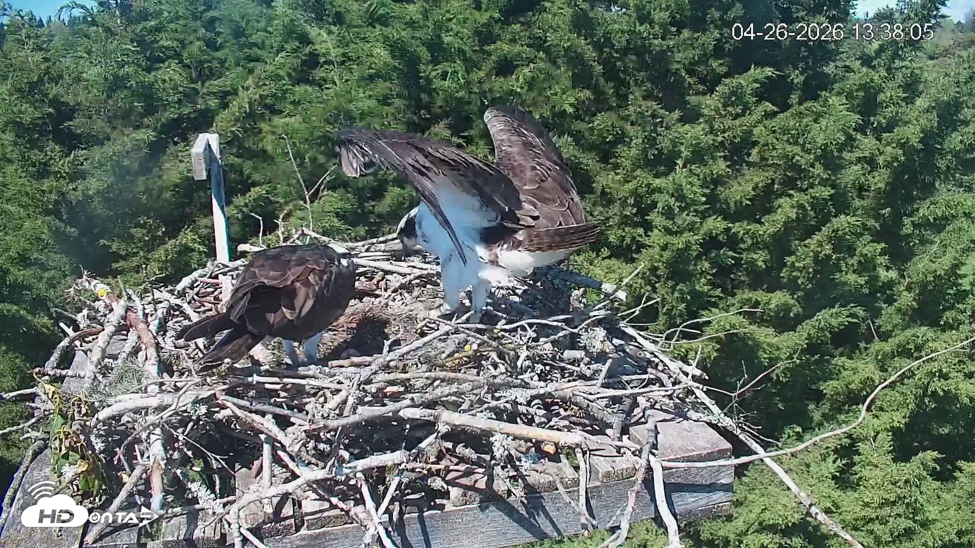 Snapshot of Medina Washington Live Osprey Nest Webcam taken Apr 26, 2026, 1:38pm PDT