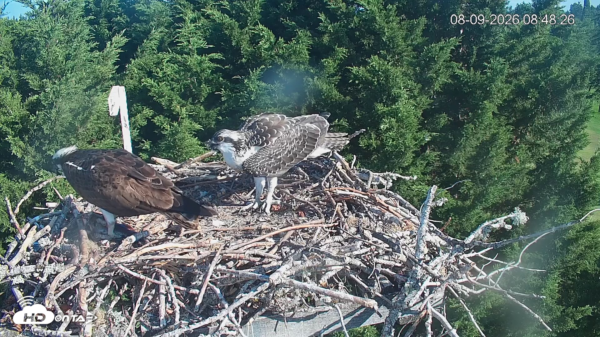 Snapshot of Medina Washington Live Osprey Nest Webcam taken Aug 9, 2026, 8:49am PDT