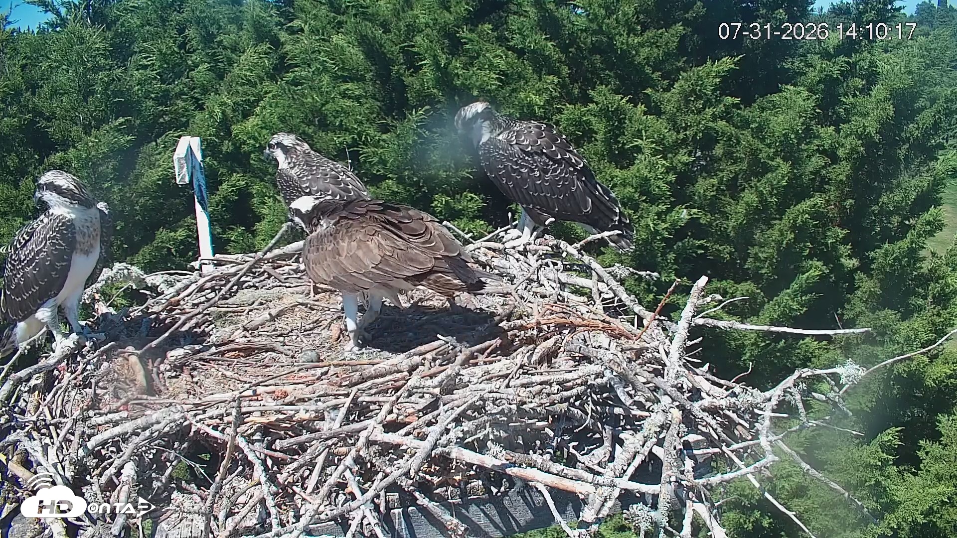 Snapshot of Medina Washington Live Osprey Nest Webcam taken Jul 31, 2026, 2:11pm PDT