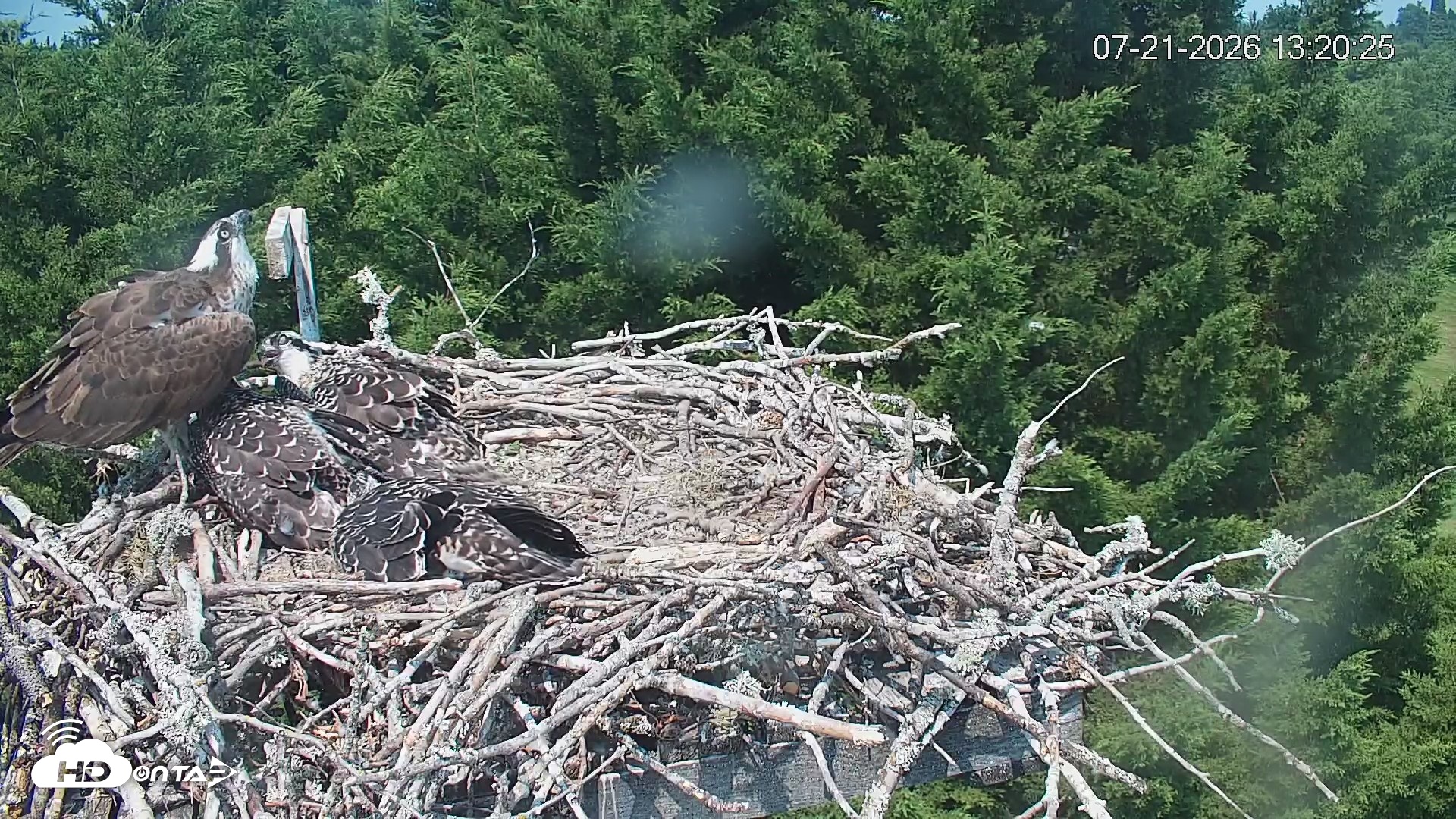 Snapshot of Medina Washington Live Osprey Nest Webcam taken Jul 21, 2026, 1:21pm PDT