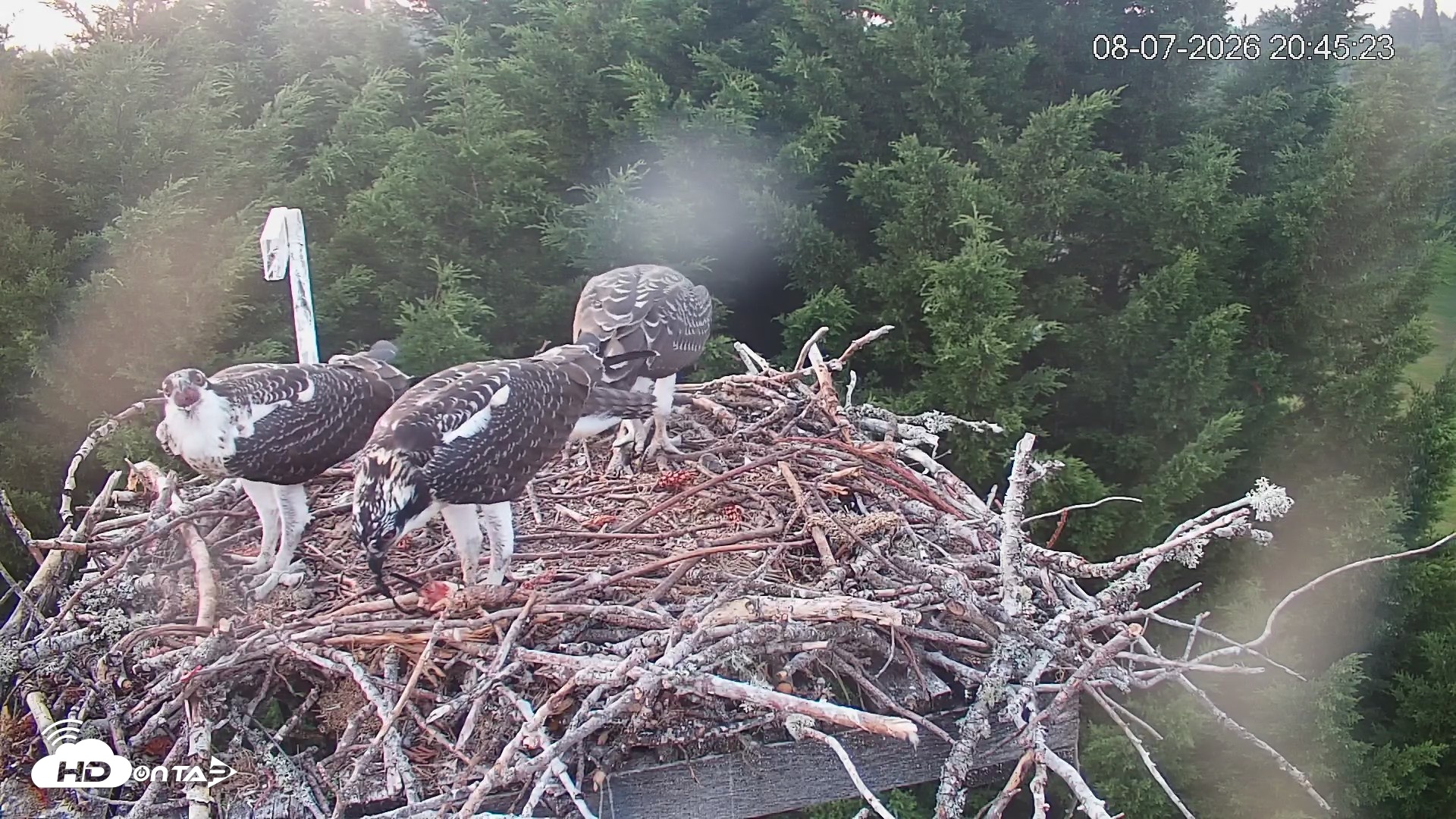 Snapshot of Medina Washington Live Osprey Nest Webcam taken Aug 7, 2026, 8:46pm PDT