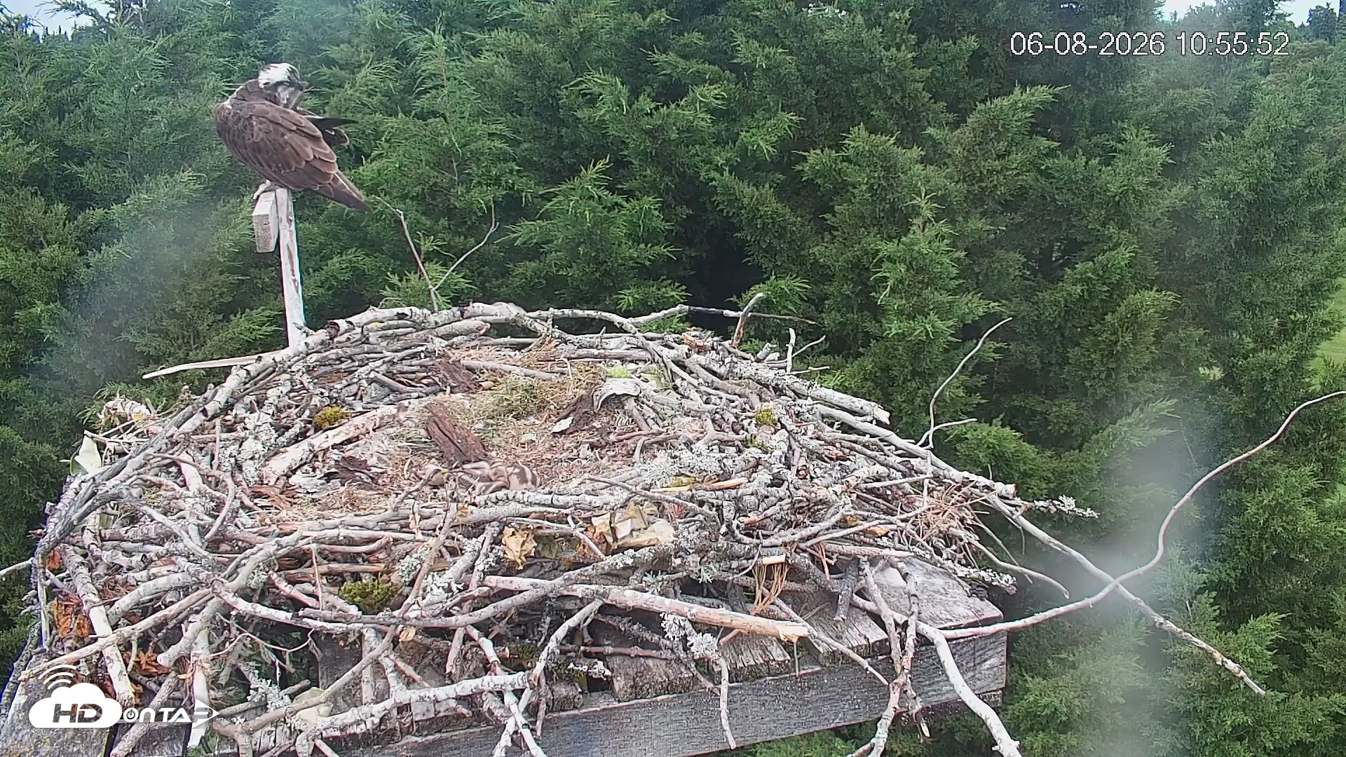 Snapshot of Medina Washington Live Osprey Nest Webcam taken Jun 8, 2026, 10:56am PDT