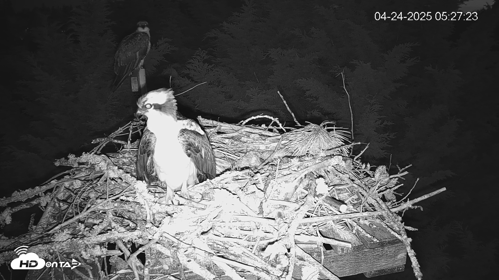 Snapshot of Medina Washington Live Osprey Nest Webcam taken Apr 24, 2025, 5:27am PDT