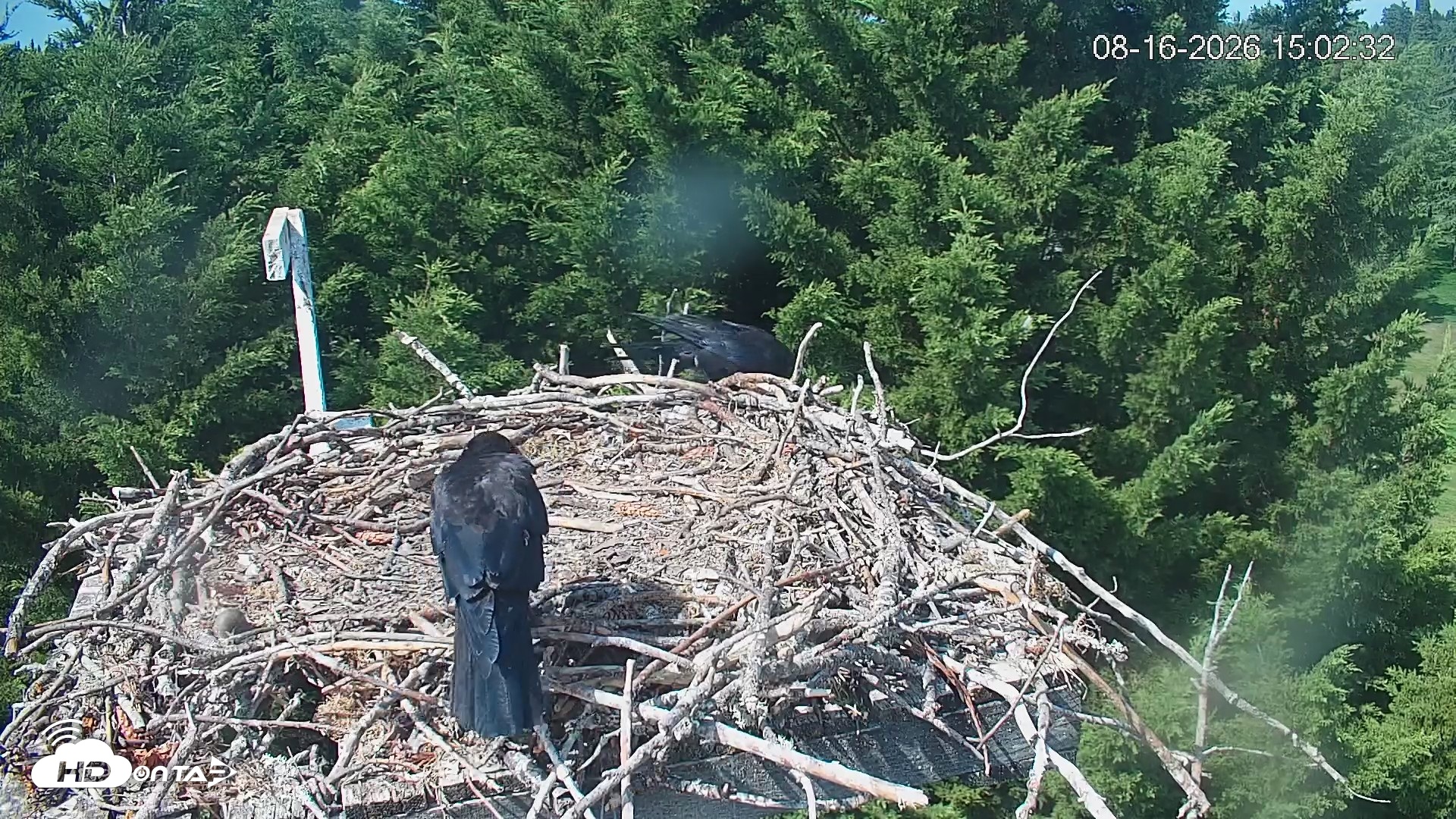 Snapshot of Medina Washington Live Osprey Nest Webcam taken Aug 16, 2026, 3:03pm PDT