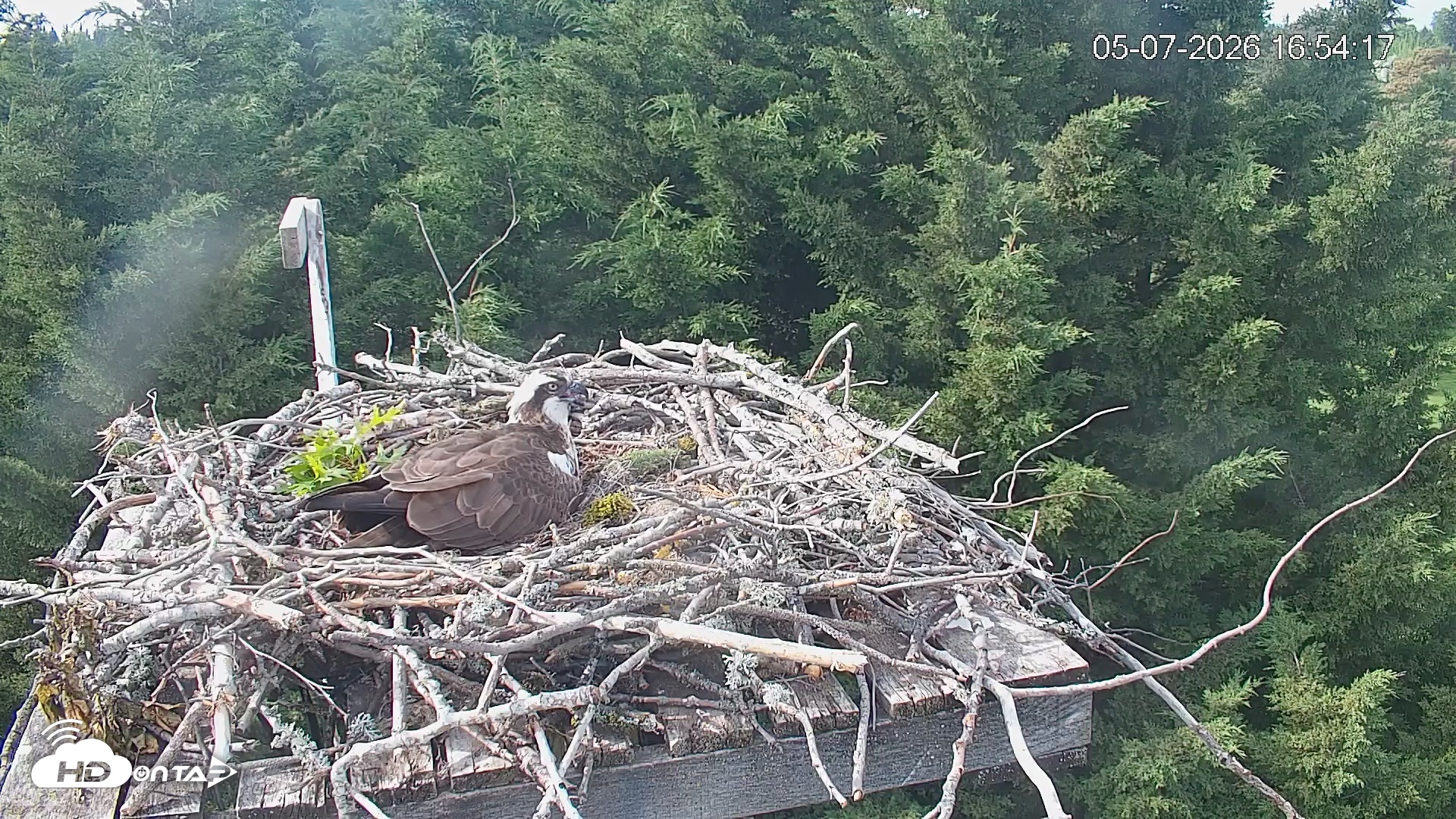 Snapshot of Medina Washington Live Osprey Nest Webcam taken May 7, 2026, 4:55pm PDT
