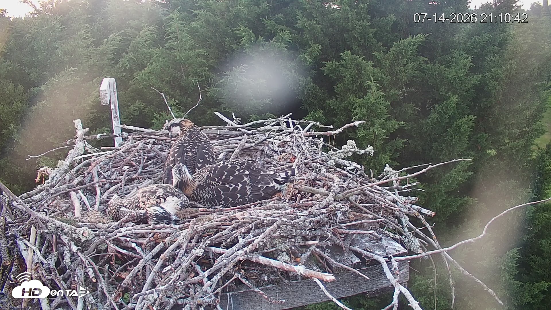 Snapshot of Medina Washington Live Osprey Nest Webcam taken Jul 14, 2026, 9:11pm PDT