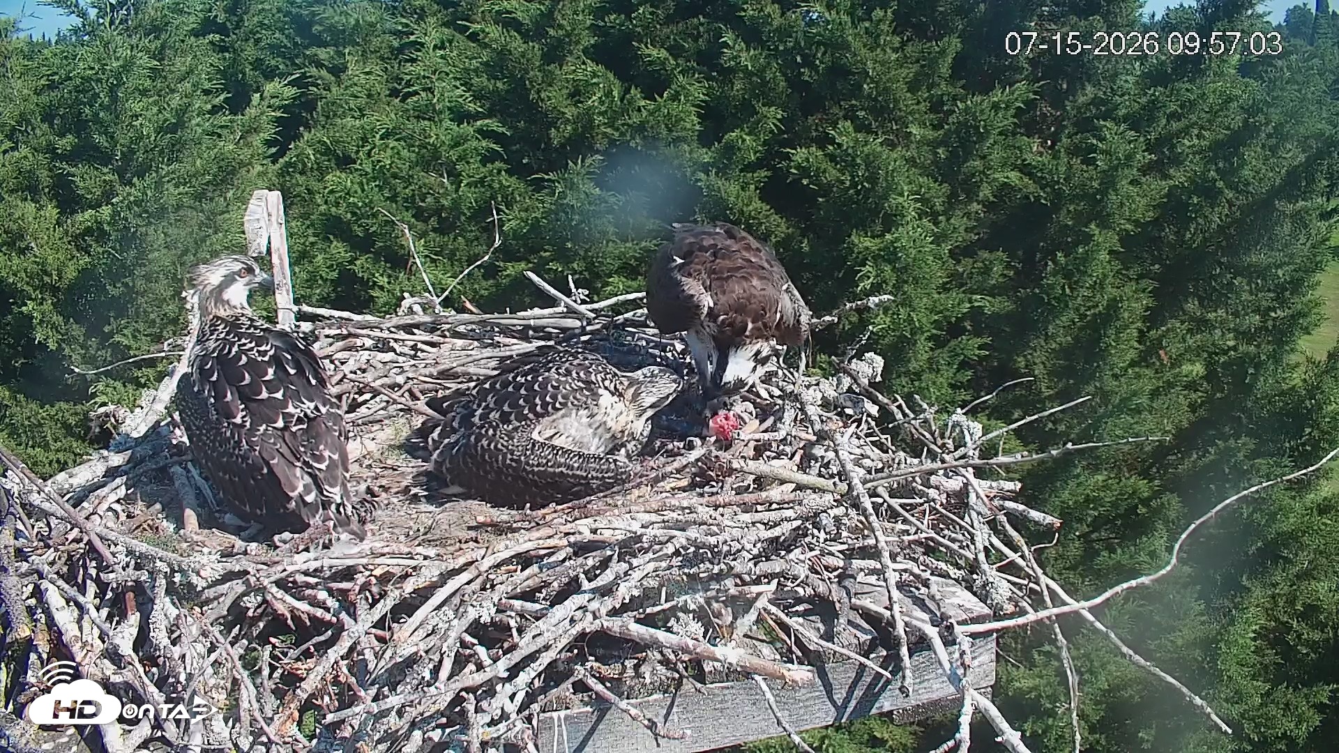 Snapshot of Medina Washington Live Osprey Nest Webcam taken Jul 15, 2026, 9:58am PDT