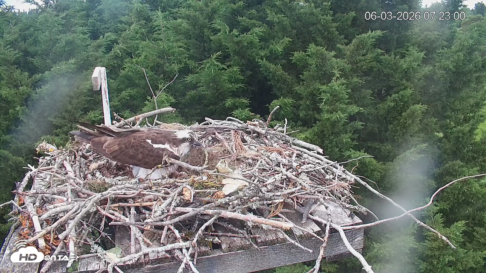 Snapshot of Medina Washington Live Osprey Nest Webcam taken Jun 3, 2026, 7:23am PDT