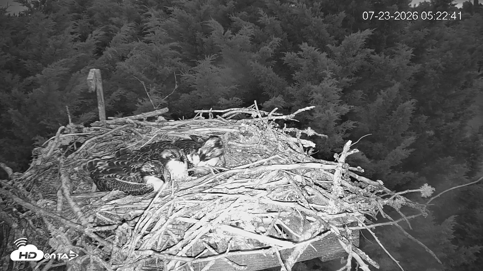 Snapshot of Medina Washington Live Osprey Nest Webcam taken Jul 23, 2026, 5:23am PDT