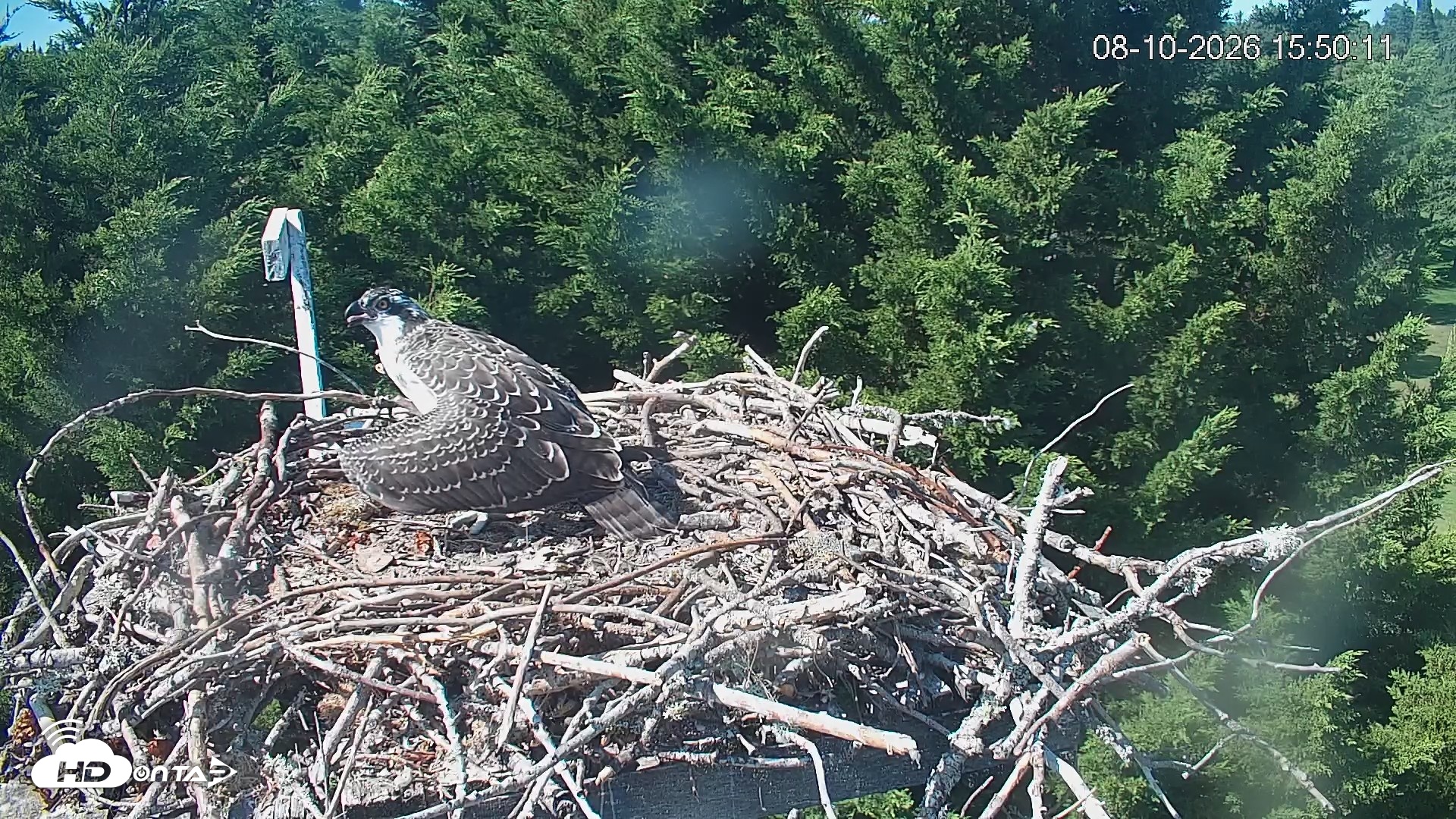Snapshot of Medina Washington Live Osprey Nest Webcam taken Aug 10, 2026, 3:50pm PDT