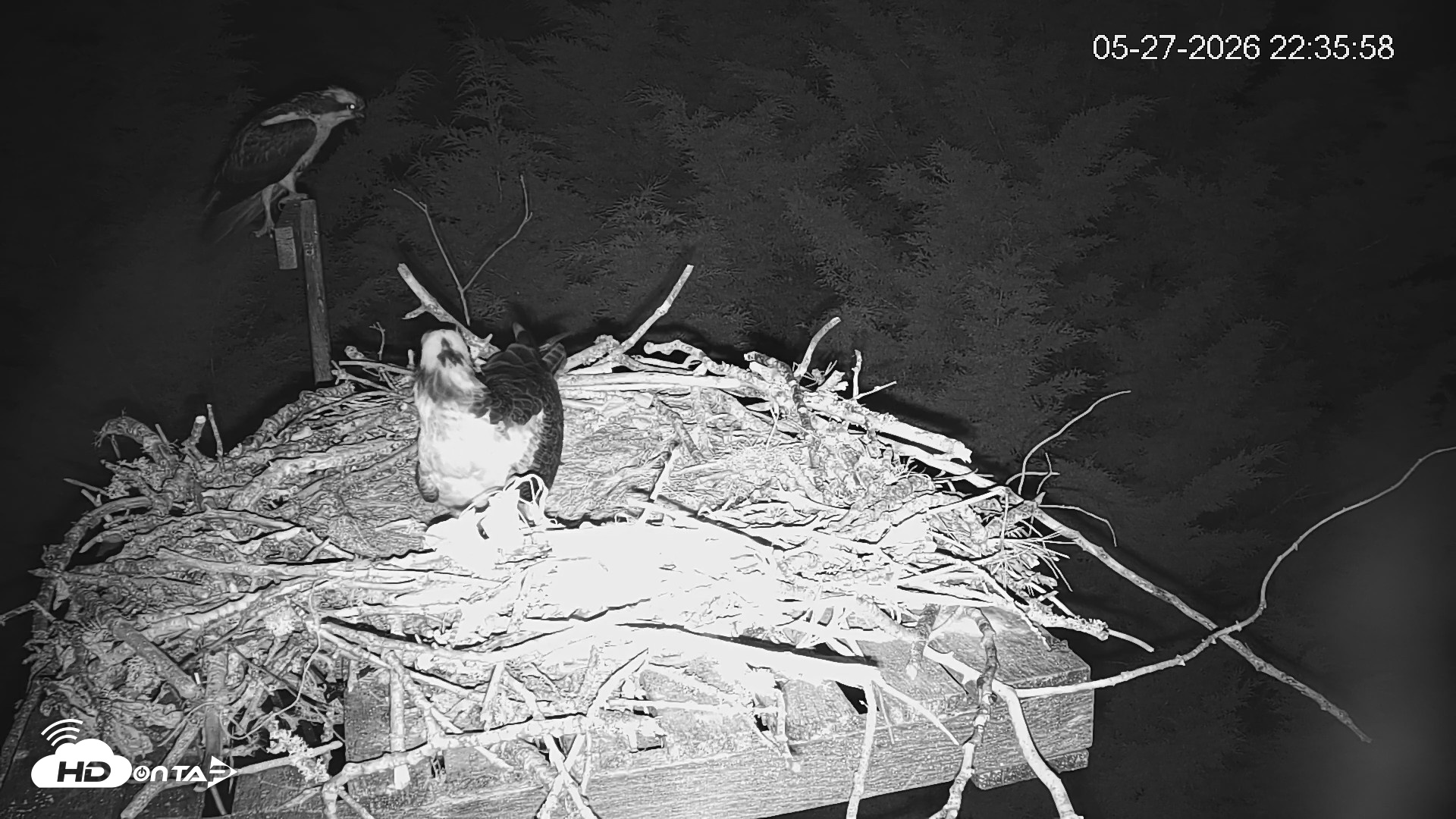 Snapshot of Medina Washington Live Osprey Nest Webcam taken May 27, 2026, 10:36pm PDT