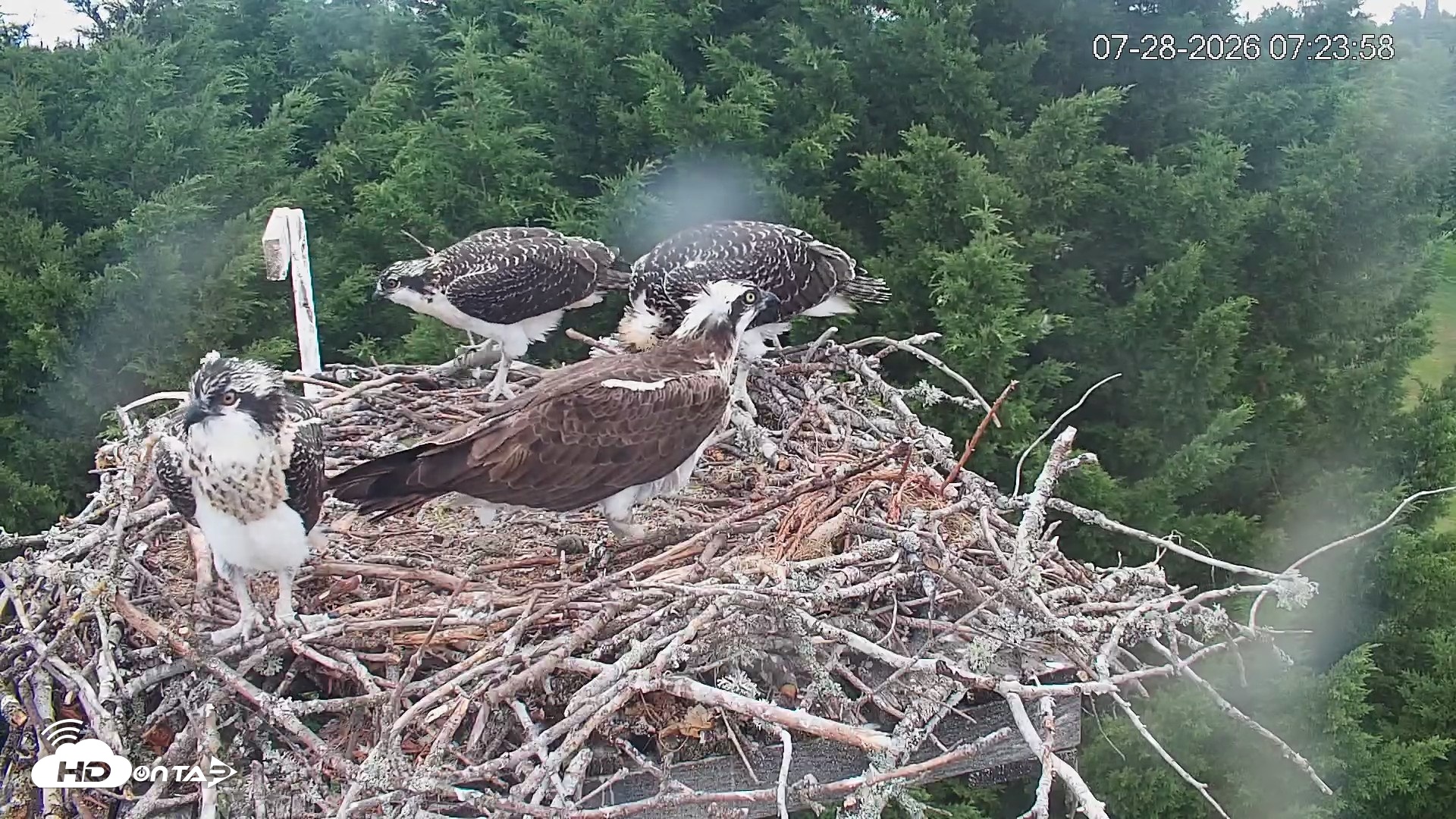 Snapshot of Medina Washington Live Osprey Nest Webcam taken Jul 28, 2026, 7:25am PDT