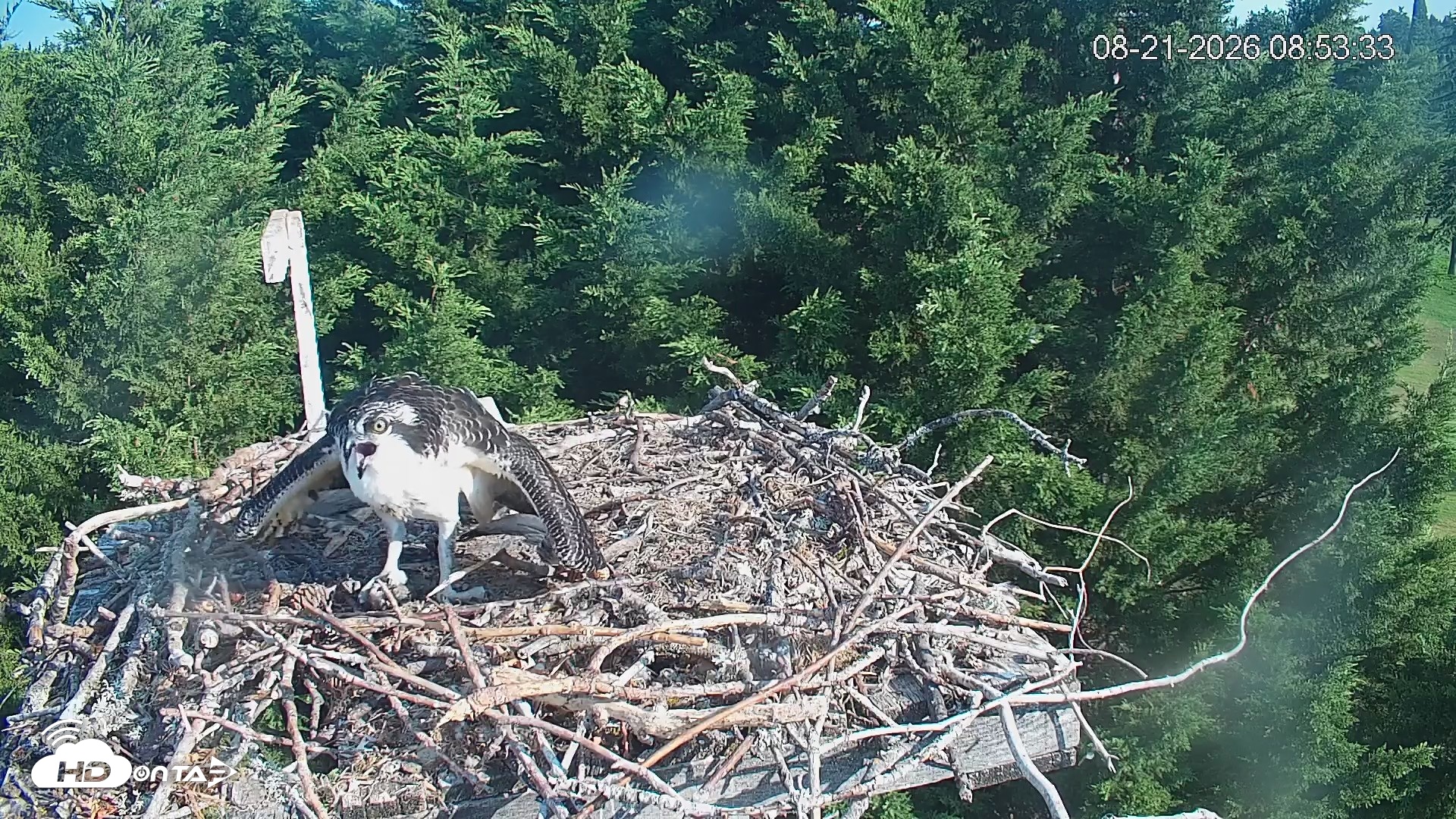 Snapshot of Medina Washington Live Osprey Nest Webcam taken Aug 21, 2026, 8:54am PDT