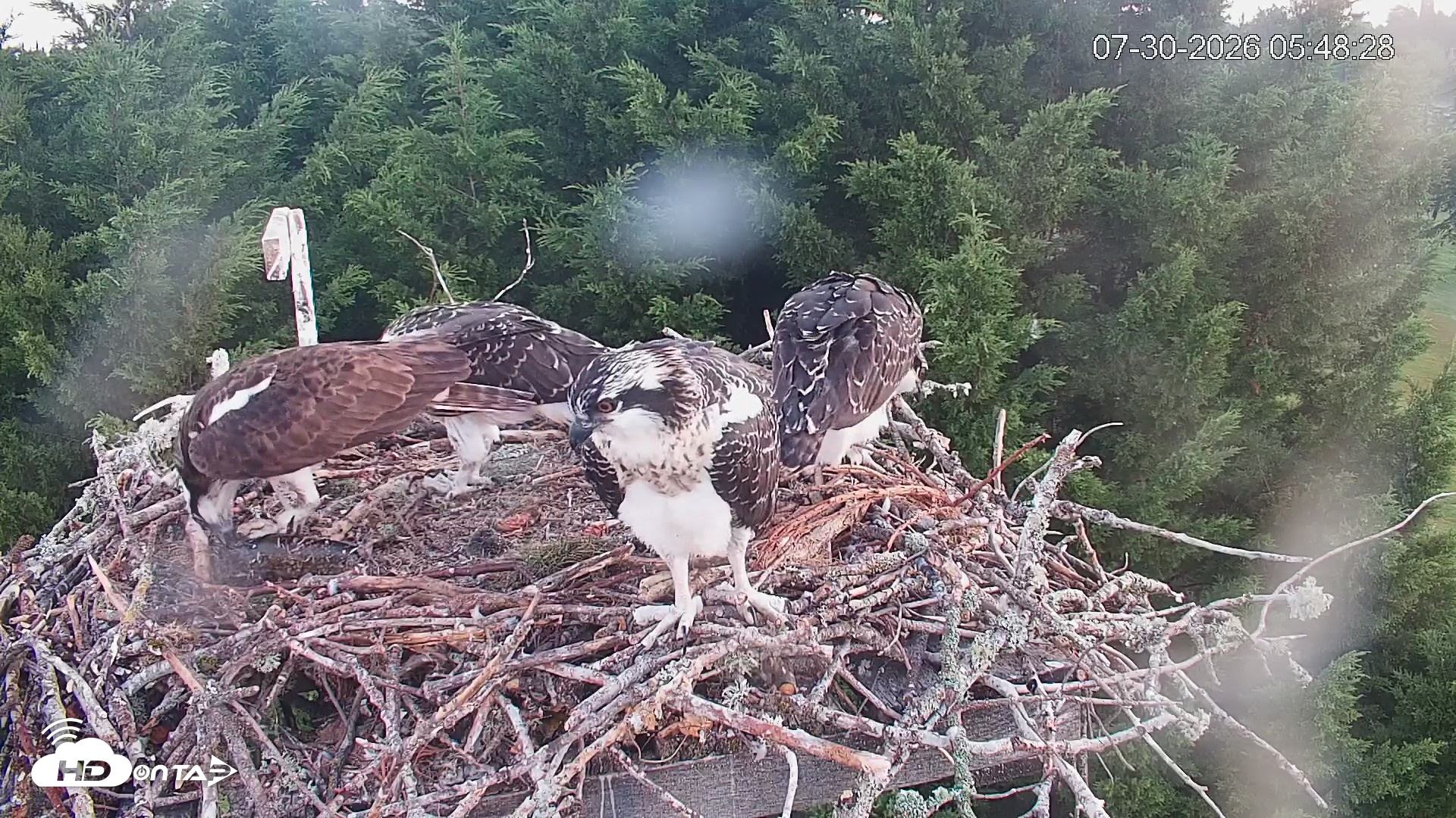 Snapshot of Medina Washington Live Osprey Nest Webcam taken Jul 30, 2026, 5:49am PDT