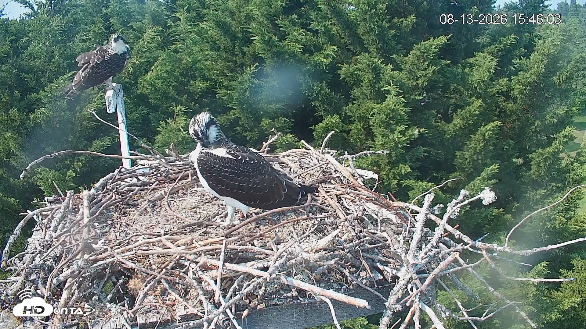 Snapshot of Medina Washington Live Osprey Nest Webcam taken Aug 13, 2026, 3:46pm PDT