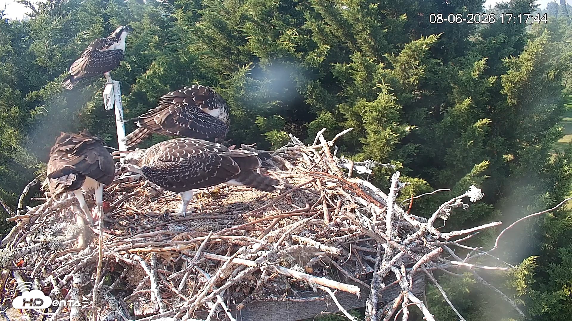 Snapshot of Medina Washington Live Osprey Nest Webcam taken Aug 6, 2026, 5:20pm PDT