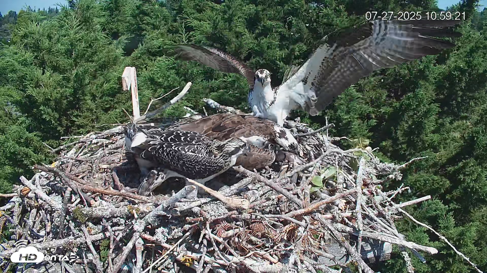 Snapshot of Medina Washington Live Osprey Nest Webcam taken Jul 27, 2025, 11:03am PDT
