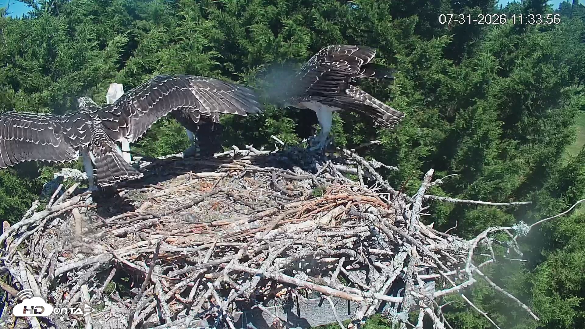Snapshot of Medina Washington Live Osprey Nest Webcam taken Jul 31, 2026, 11:34am PDT